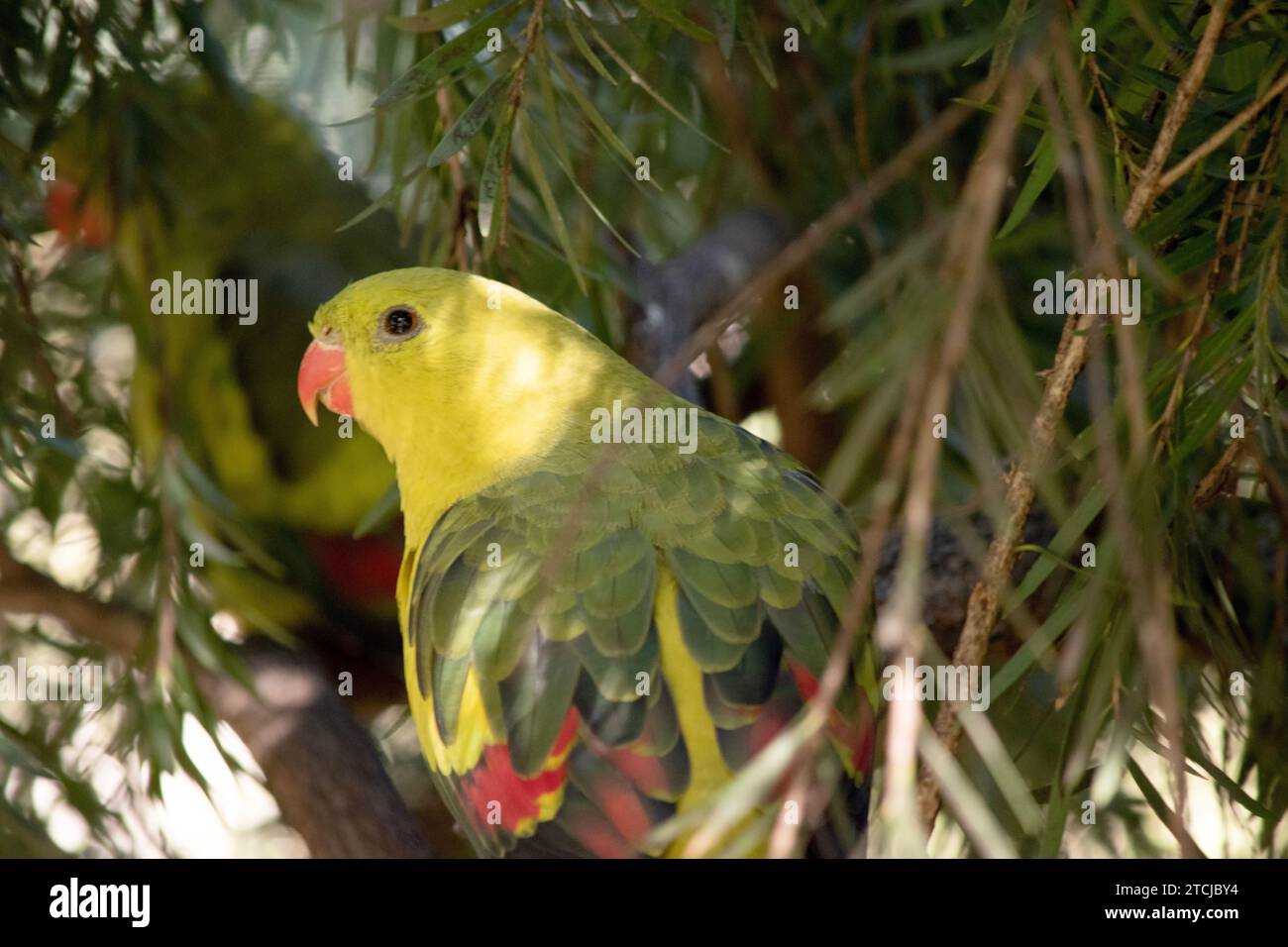 Il pappagallo reggente femminile è tutto verde chiaro. Ha le zone di spalla gialle e una stretta fascia rossa attraversa il centro delle ali e gialle sotto l'ala Foto Stock