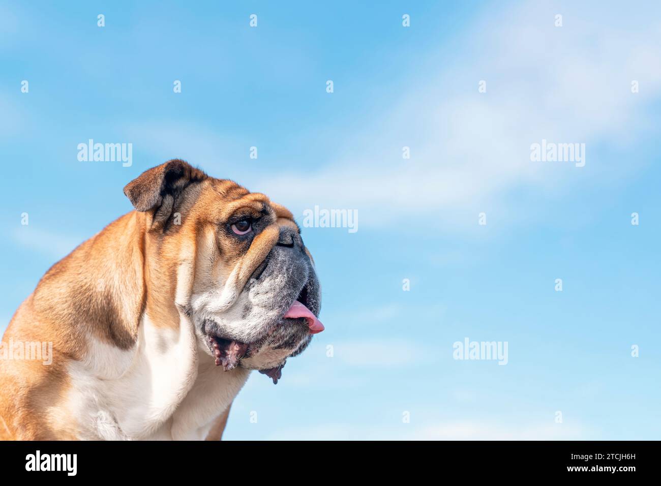 Portraut di Red English British Bulldog Dog contro blu Sky. Foto di alta qualità per cartolina e calendario Foto Stock