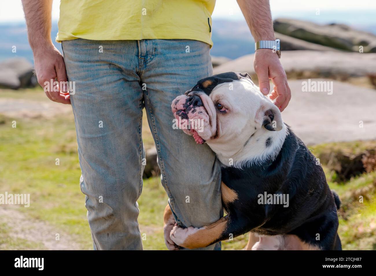 Un pensionato felice con i bulldog inglesi che camminano al parco. Puro amore tra l'uomo e il cane. Non ti lascerò mai andare via. Resta con me, per favore Foto Stock