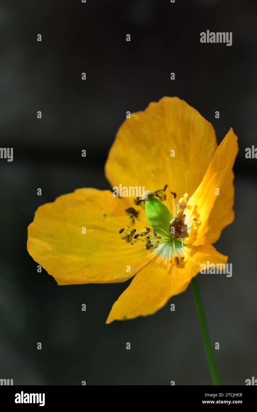 Dubium giallo Papaver in un giardino all'inglese Foto Stock