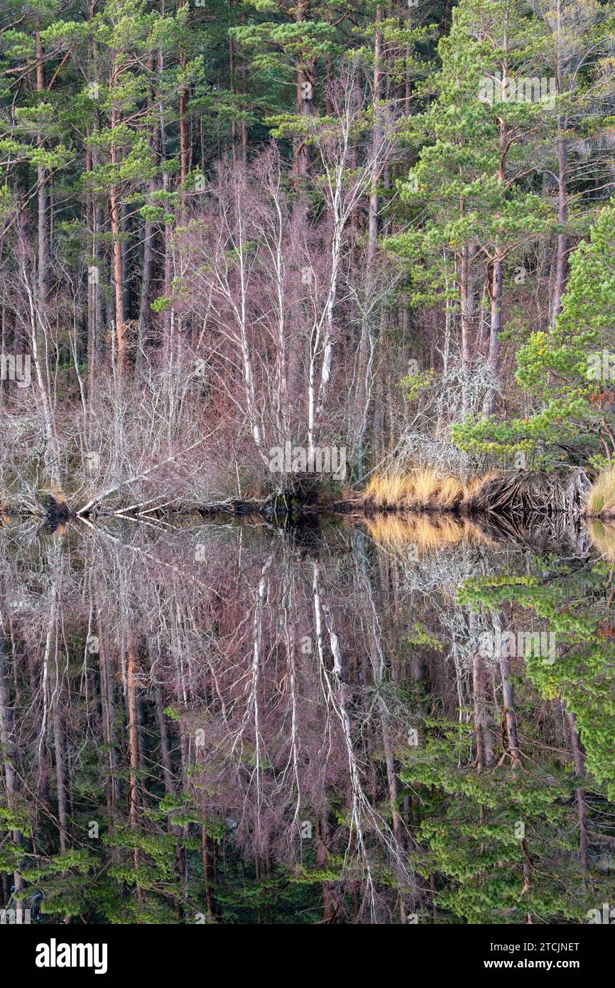 Gli alberi si riflettono nel Loch Garten. Highlands, Scozia Foto Stock