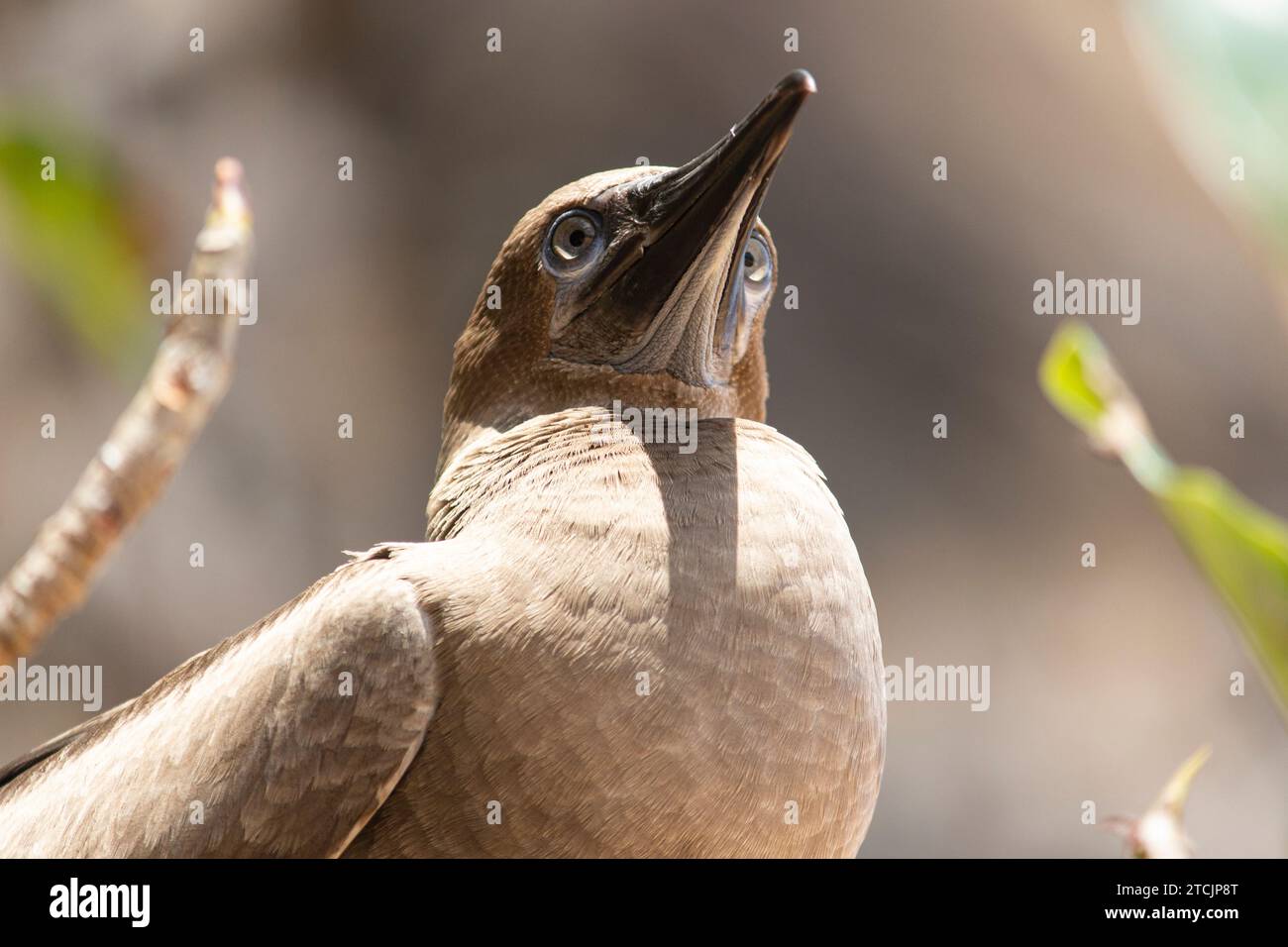 Giovane Brown Booby Foto Stock