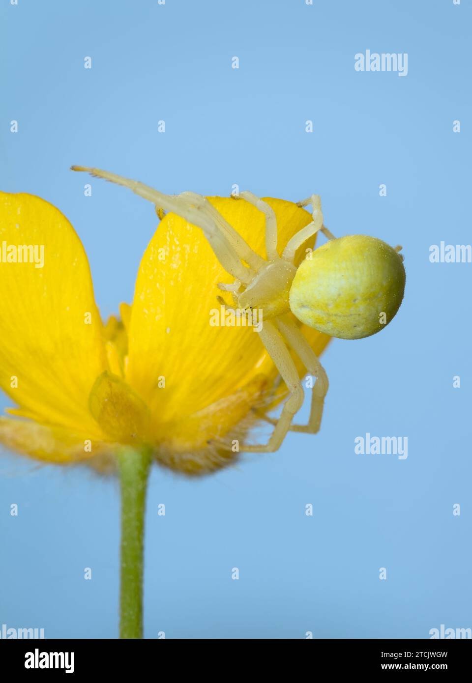 Misumena vatia, femmina mimetica di granchio di fiore, che riposa su Un Fiore Buttercup in attesa di Ambush Prey, New Forest, Regno Unito Foto Stock