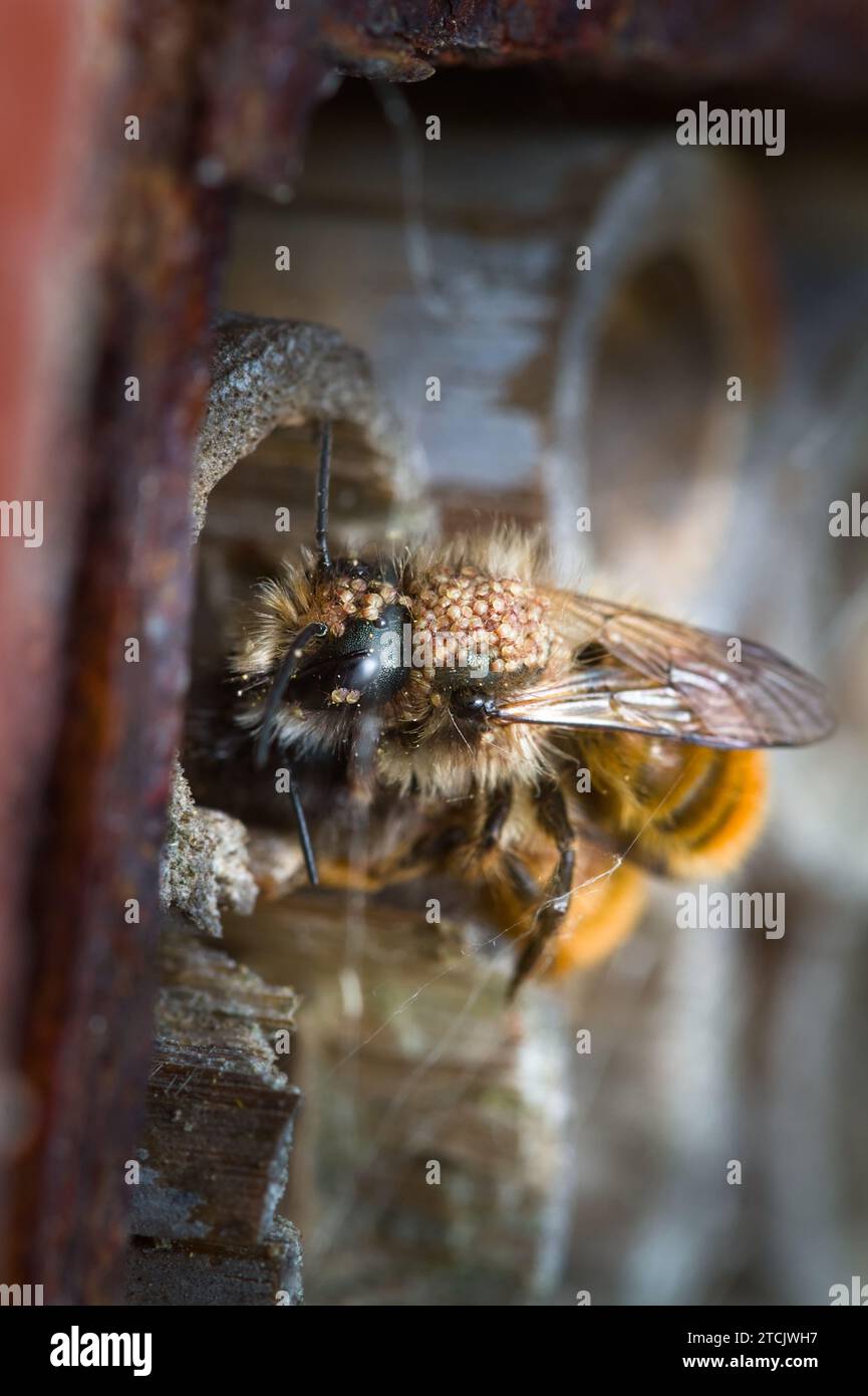 Mason Bee, Osmia, pesantemente infestata da acari Chaetodactylus, New Forest UK Foto Stock