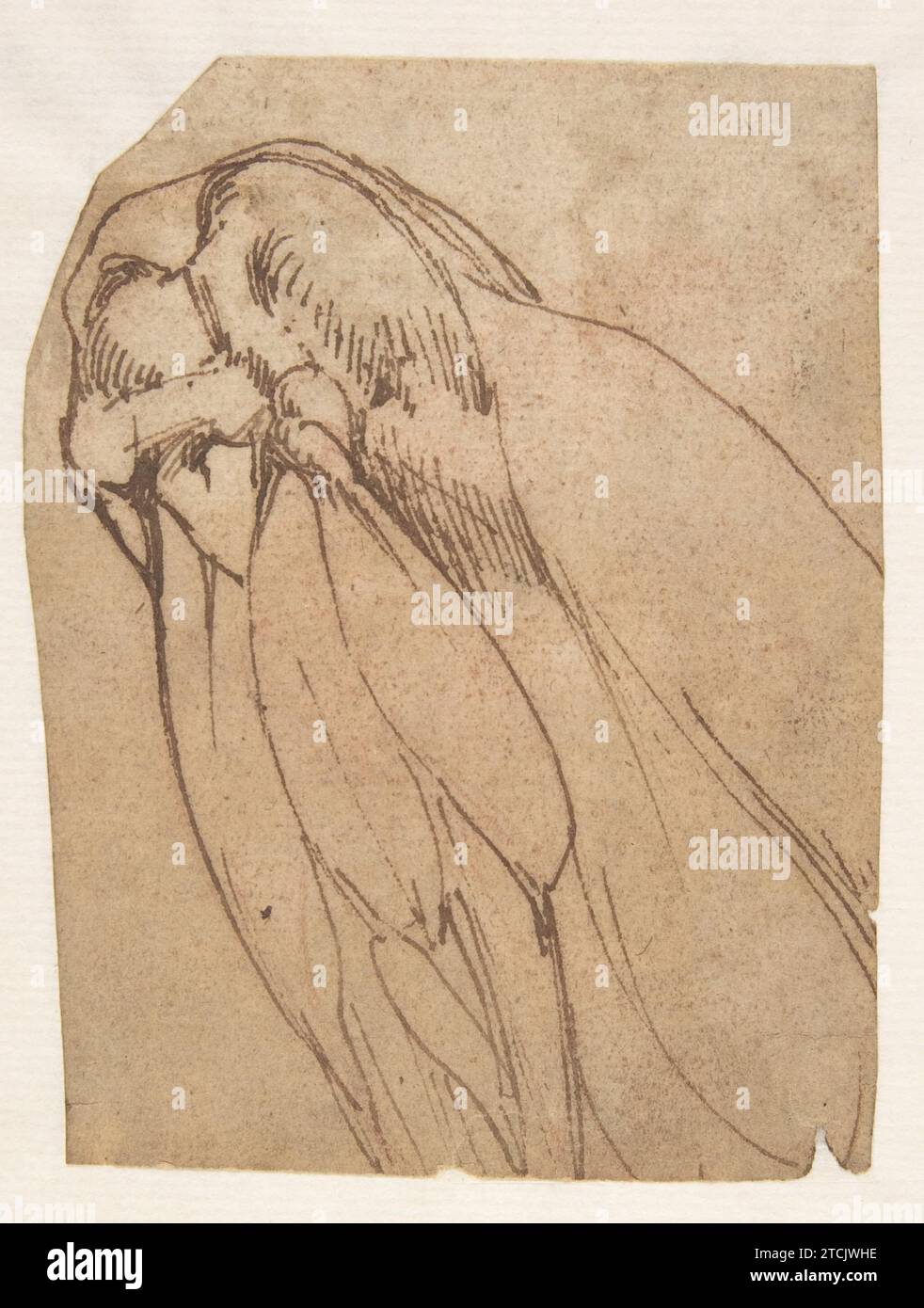 Studio anatomico di un ginocchio 1921 di Michelangelo Buonarroti Foto Stock