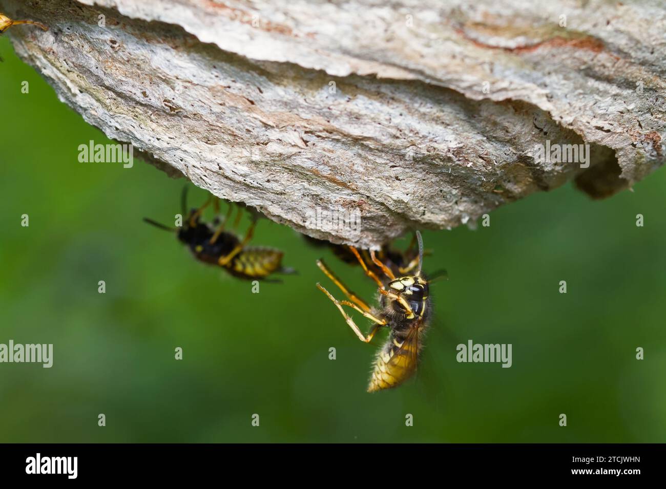 Common Wasp, Vespula vulgaris, costruzione e riparazione del suo nido di carta realizzato in legno masticato New Forest, Regno Unito Foto Stock