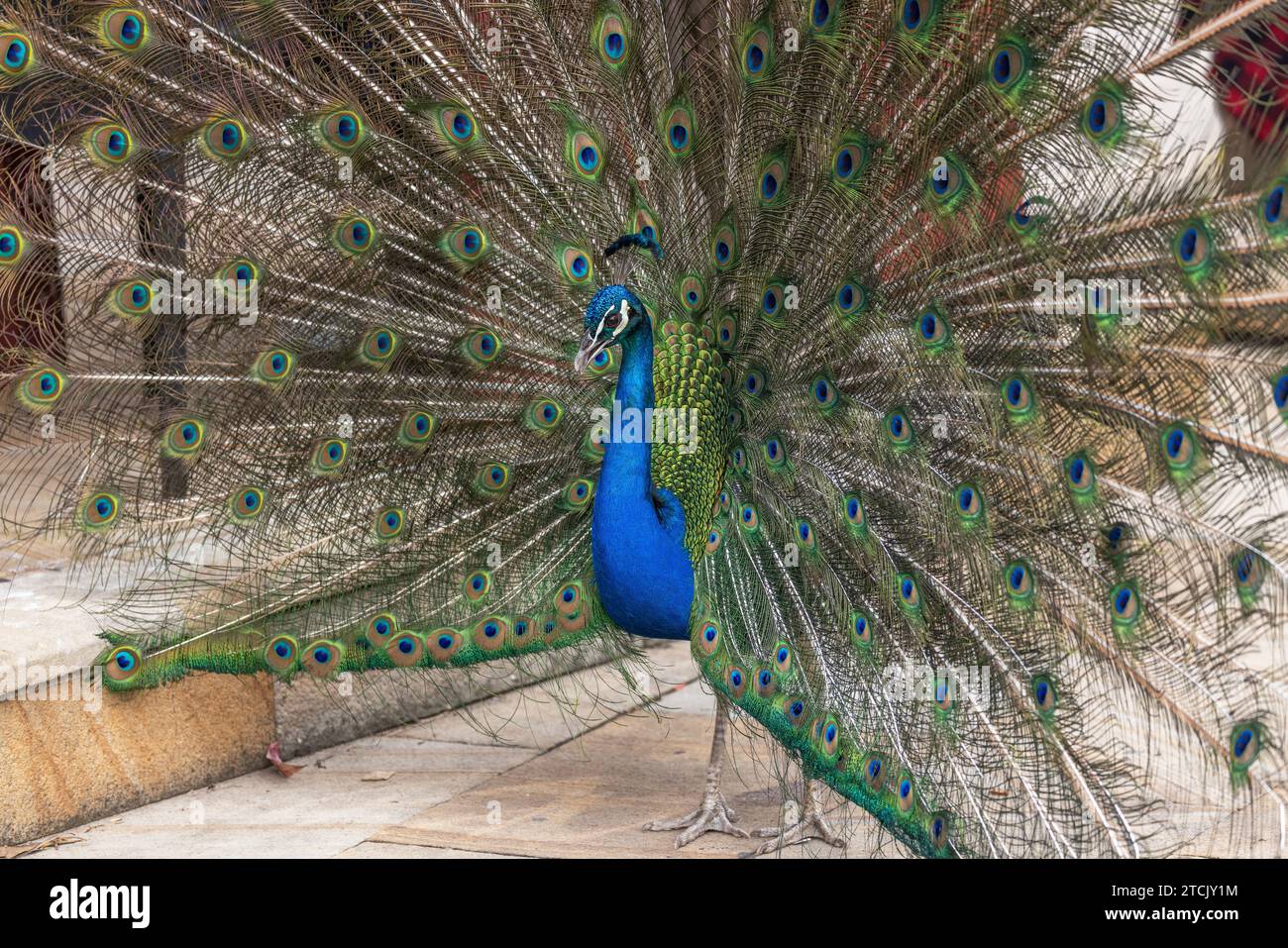 Primo piano di un maschio indiano Peacock (Pavo Cristatus) nativo dell'India, e presentato in Australia, mostrando il suo treno e chiamando in azione di corteggiamento. Foto Stock