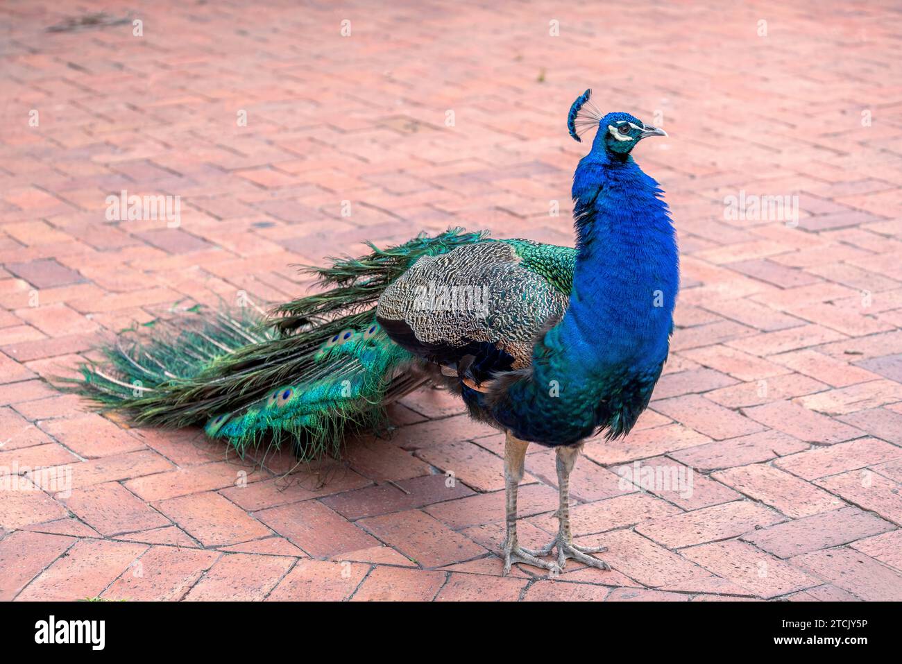 Primo piano di un maestoso Peacock maschio (Pavo Cristatus) nativo dell'India, con la testa in alto e le penne di coda a terra in un cortile pavimentato. Foto Stock