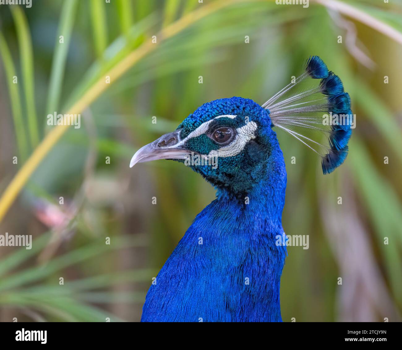 Primo piano della testa di un maschio di Peacock (Pavo Cristatus) sollevato, nativo dell'India, e presentato in Australia, visto di profilo, con la sua bella cresta. Foto Stock