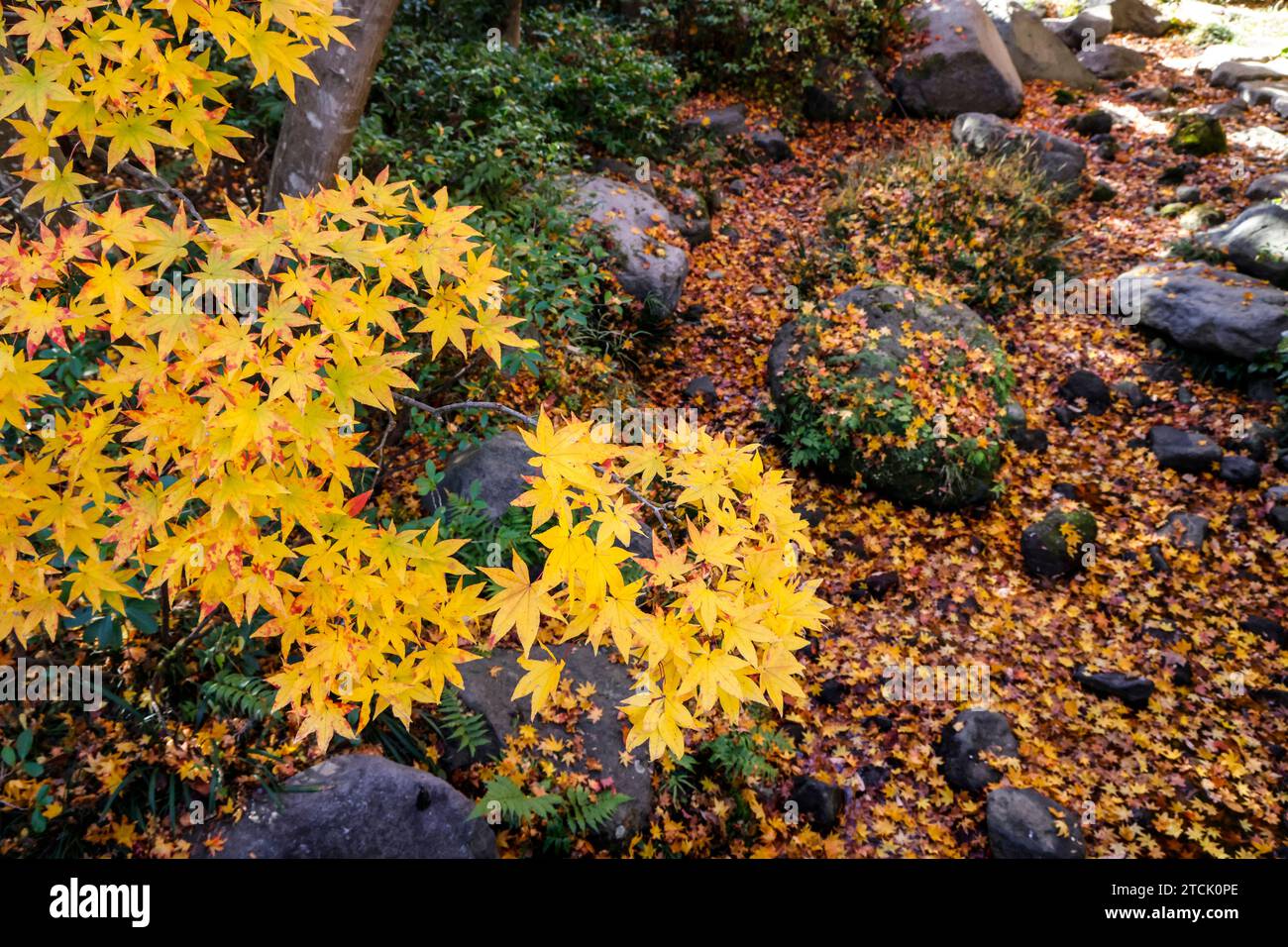 SHOWA KINEN PARK: L'AUTUNNO LASCIA TOKYO Foto Stock