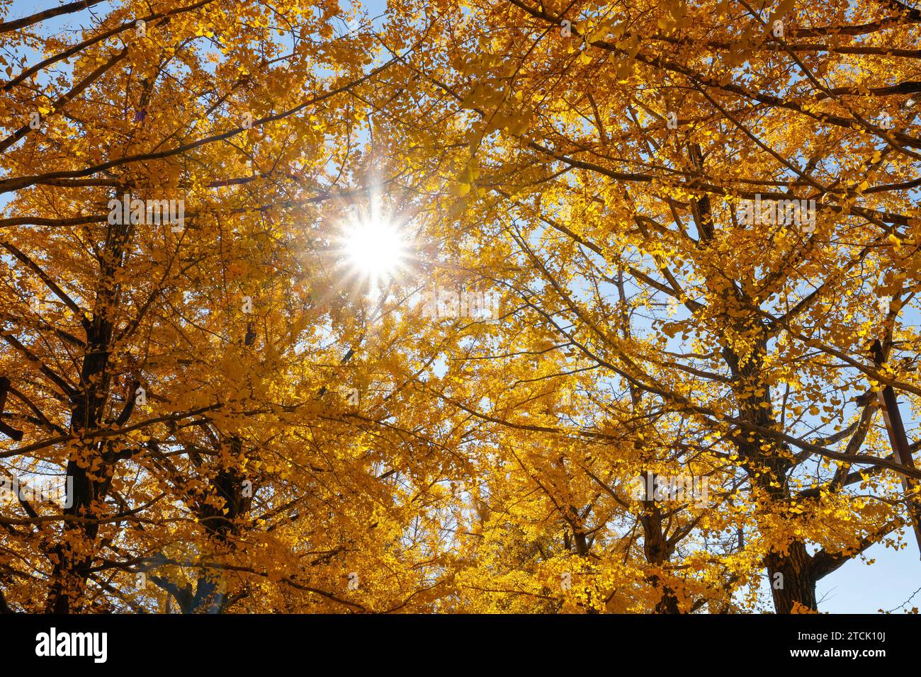 SHOWA KINEN PARK: L'AUTUNNO LASCIA TOKYO Foto Stock