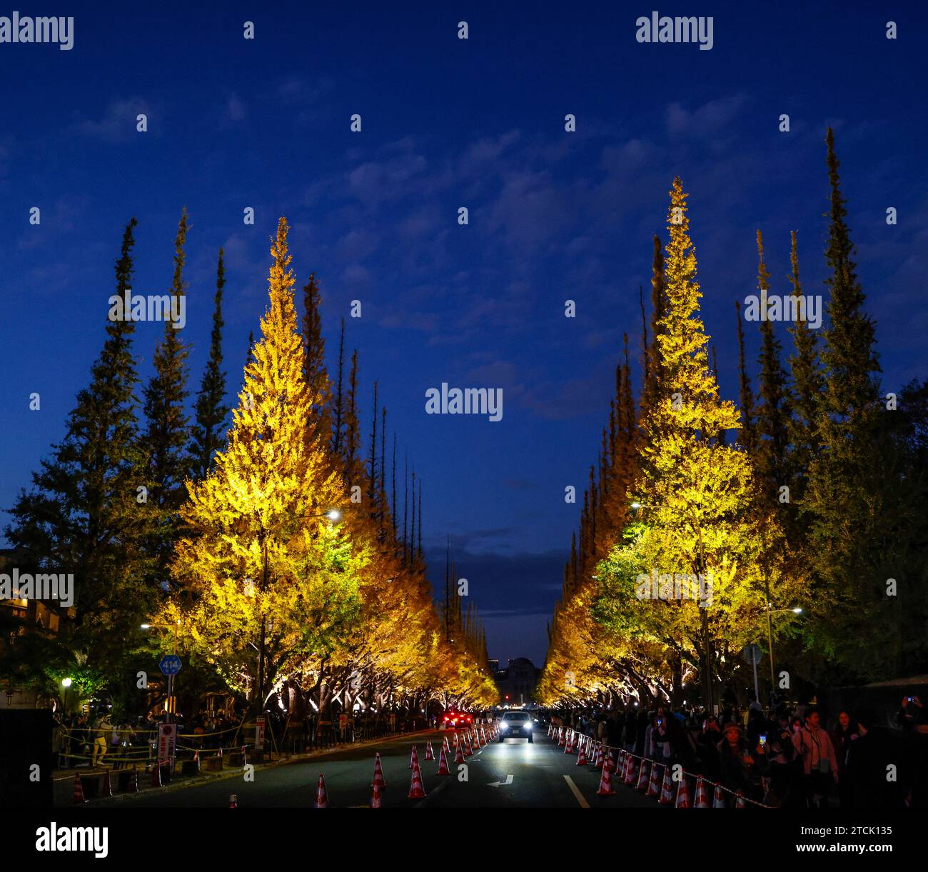 MEIJI JINJU GAIEN GINGKO AVENUE SI ILLUMINA Foto Stock