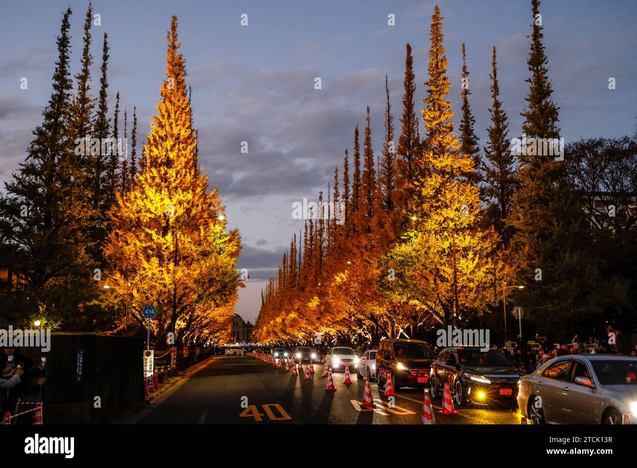 MEIJI JINJU GAIEN GINGKO AVENUE SI ILLUMINA Foto Stock