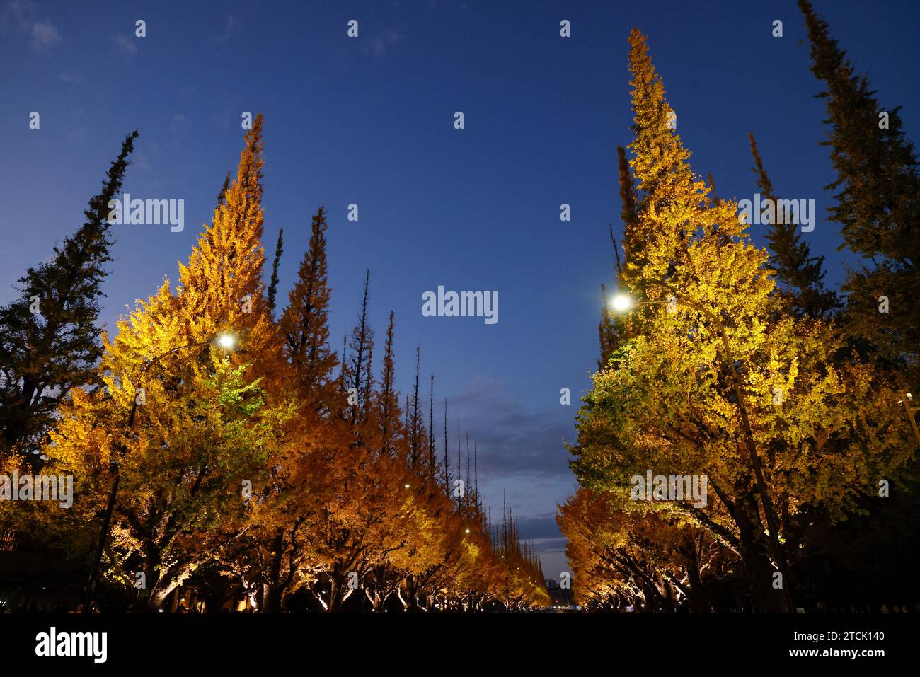 MEIJI JINJU GAIEN GINGKO AVENUE SI ILLUMINA Foto Stock