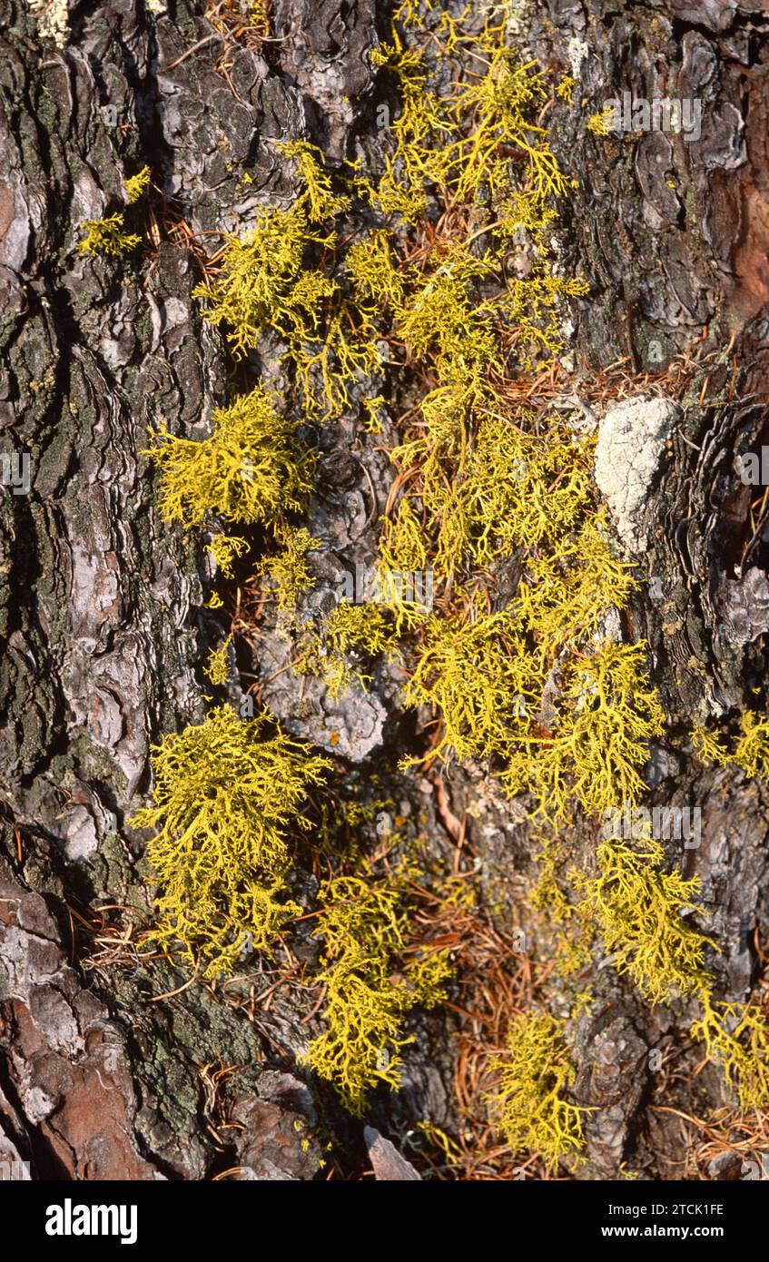 Il lichene di lupo (Letharia vulpina) è un lichen frutticoso che si sviluppa sull'albero della corteccia. Questa foto è stata scattata nelle Alpi francesi. Foto Stock