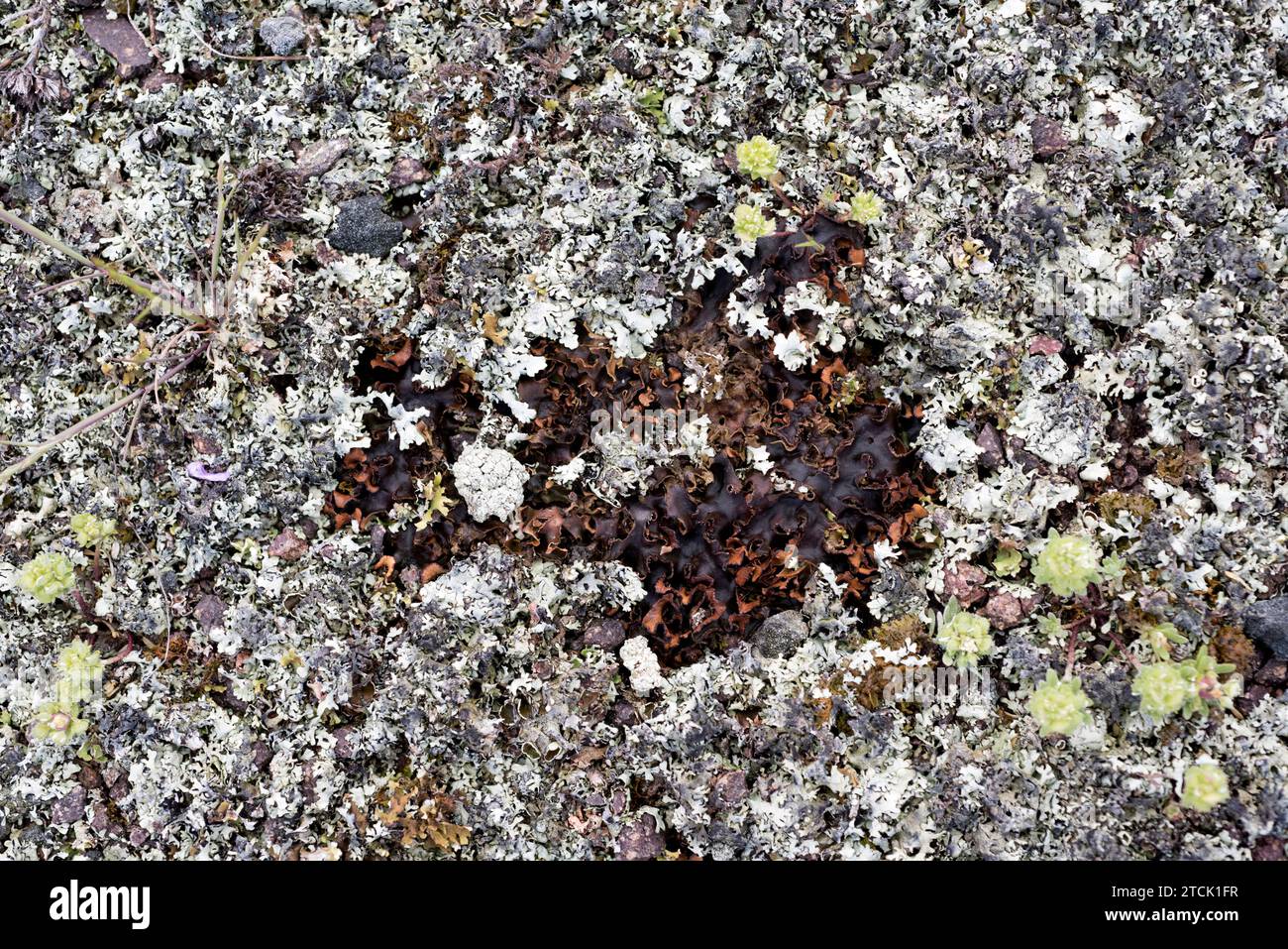 Nephroma laevigatum (centro) e Cladonia foliacea (intorno) due licheni fogliosi terrestri. Questa foto è stata scattata a Canamares, nella provincia di Guadalajara, Foto Stock