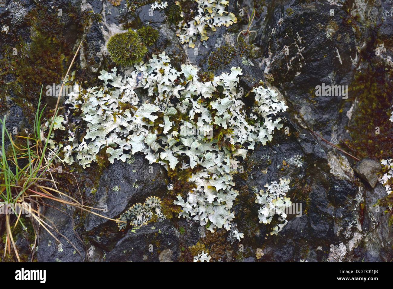Licheni folici (Parmelia sulcata) e lichen crostoso nero (Verrucaria sp.). Questa foto è stata scattata a Babia, provincia di Leon, Castilla-Leon, Spagna. Foto Stock
