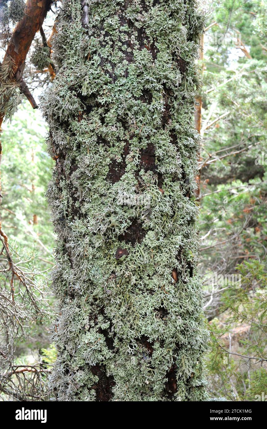 Pseudernia furfuracea è un lichene foglioso utilizzato nell'industria dei profumi. Questa foto è stata scattata in Sierra de Guadarrama, Madrid, Spagna. Foto Stock