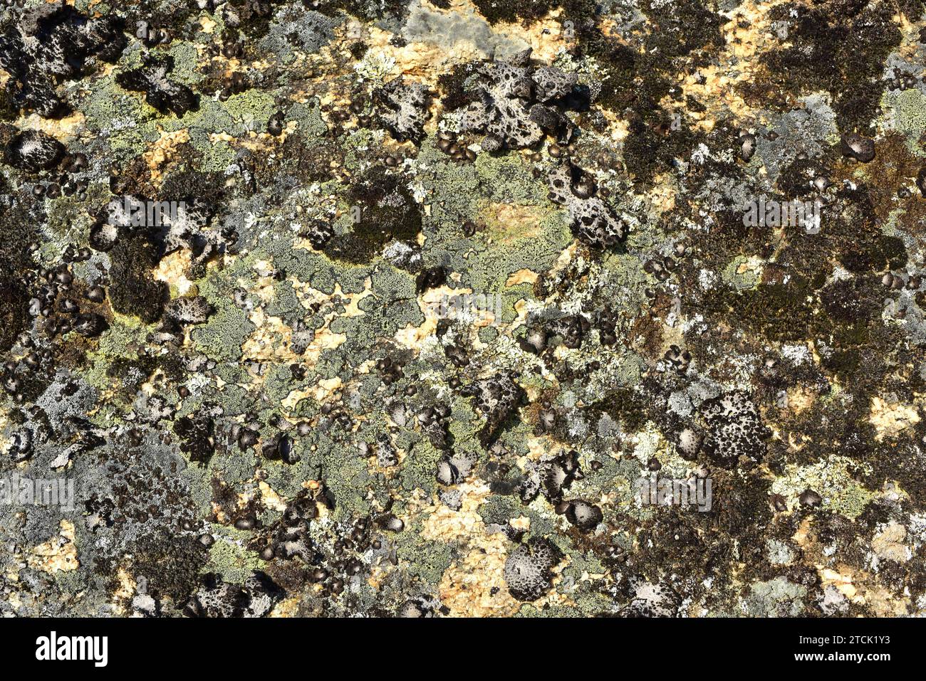 Comunità di lichen dominata da lichen cartografico (Rhizocarpon geographicum) (lichen crostoso giallo) e Umbilicaria pustulata (lichen foglioso) su un granitico Foto Stock