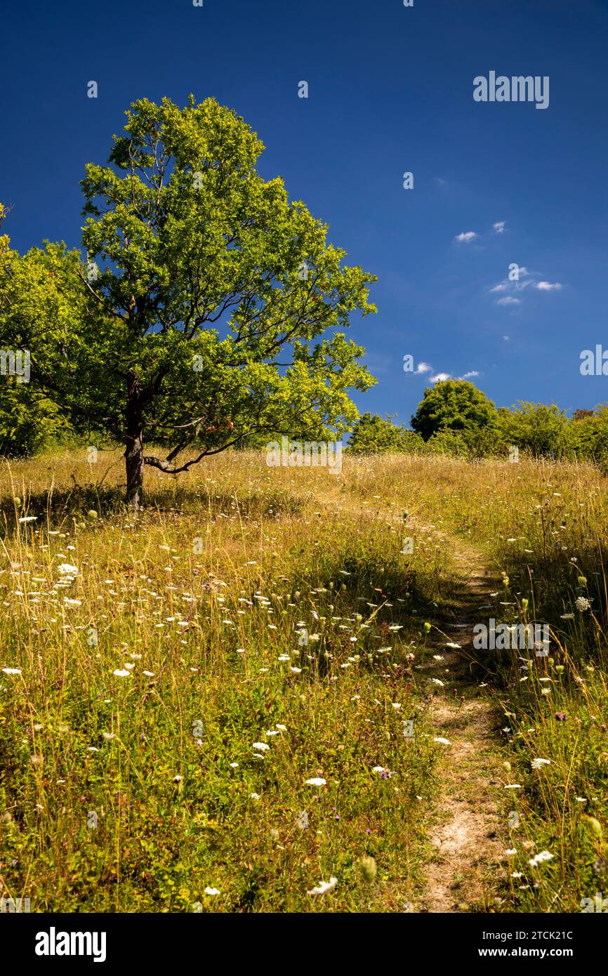 Regno Unito, Inghilterra, Buckinghamshire, High Wycombe, Hughenden Valley, riserva naturale di Prestwood, fiori selvatici su praterie di gesso Foto Stock