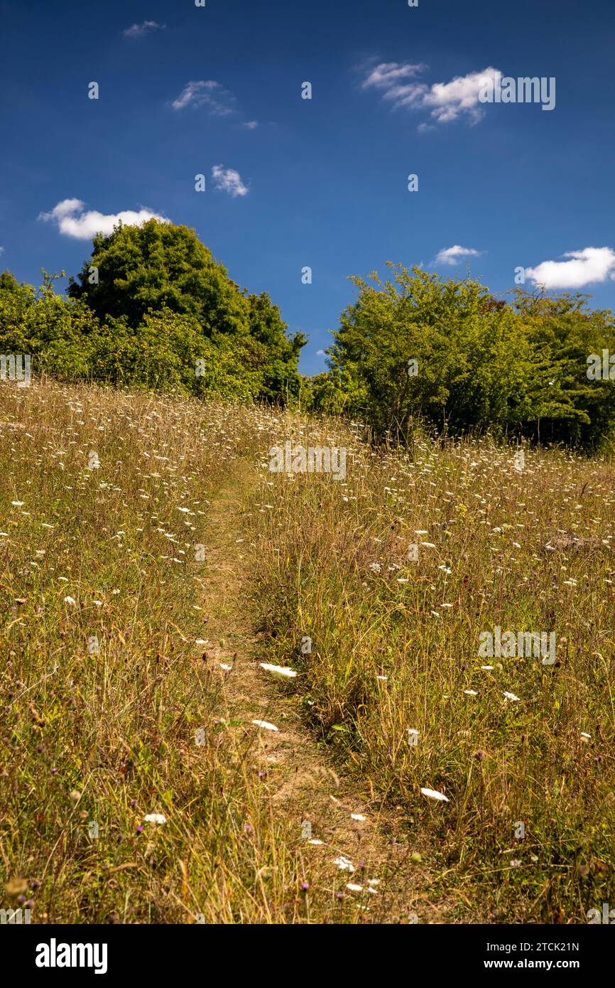 Regno Unito, Inghilterra, Buckinghamshire, High Wycombe, Hughenden Valley, riserva naturale di Prestwood, percorso tra fiori selvatici su praterie di gesso Foto Stock