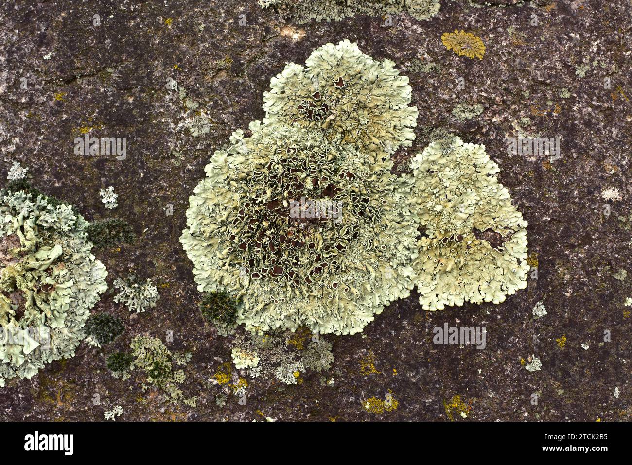 Xantoparmelia conspersa o Parmelia conspersa è un lichene foglioso che cresce su rocce silicee. Questa foto è stata scattata a la Albera, provincia di Girona, Foto Stock