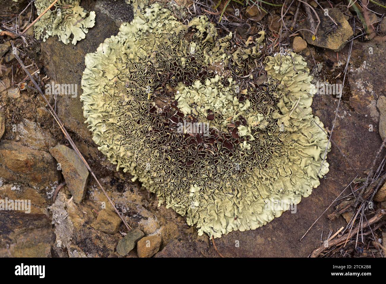 Xantoparmelia conspersa o Parmelia conspersa è un lichene foglioso che cresce su rocce silicee. Questa foto è stata scattata a la Albera, provincia di Girona, Foto Stock