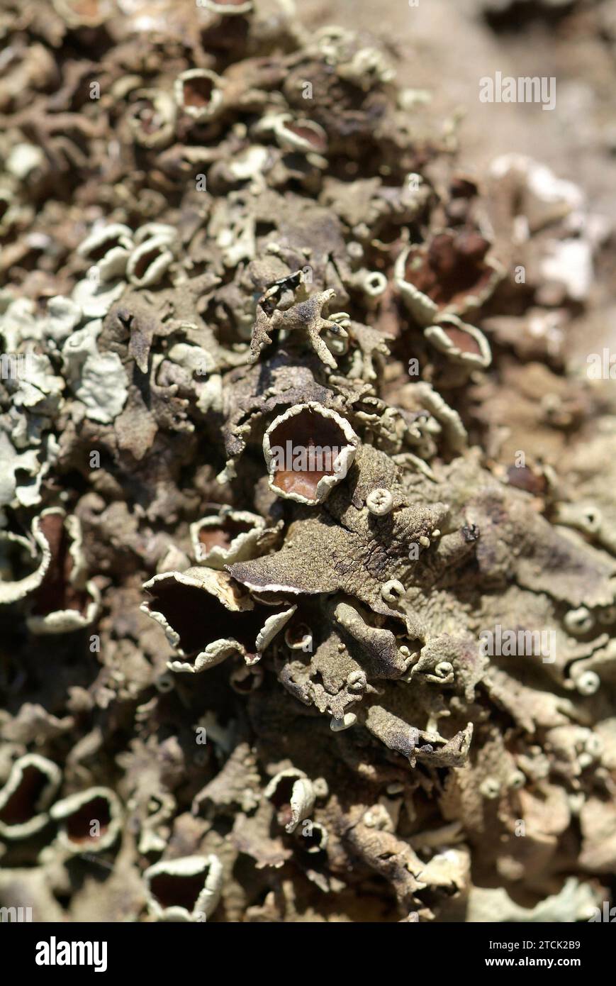 Xanthoparmelia conspersa o Parmelia conspersa è un lichene foglioso. Thallus e apotecia dettaglio. Questa foto è stata scattata a la Albera, provincia di Girona, Foto Stock