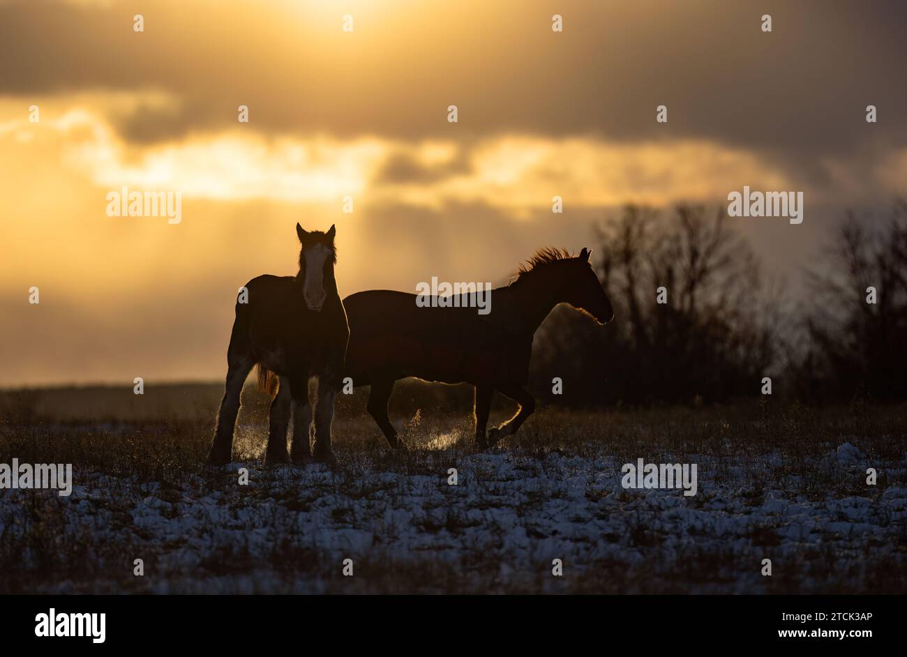 Le silhouette dei cavalli di Clydesdale si stagliano in un prato autunnale al tramonto Foto Stock