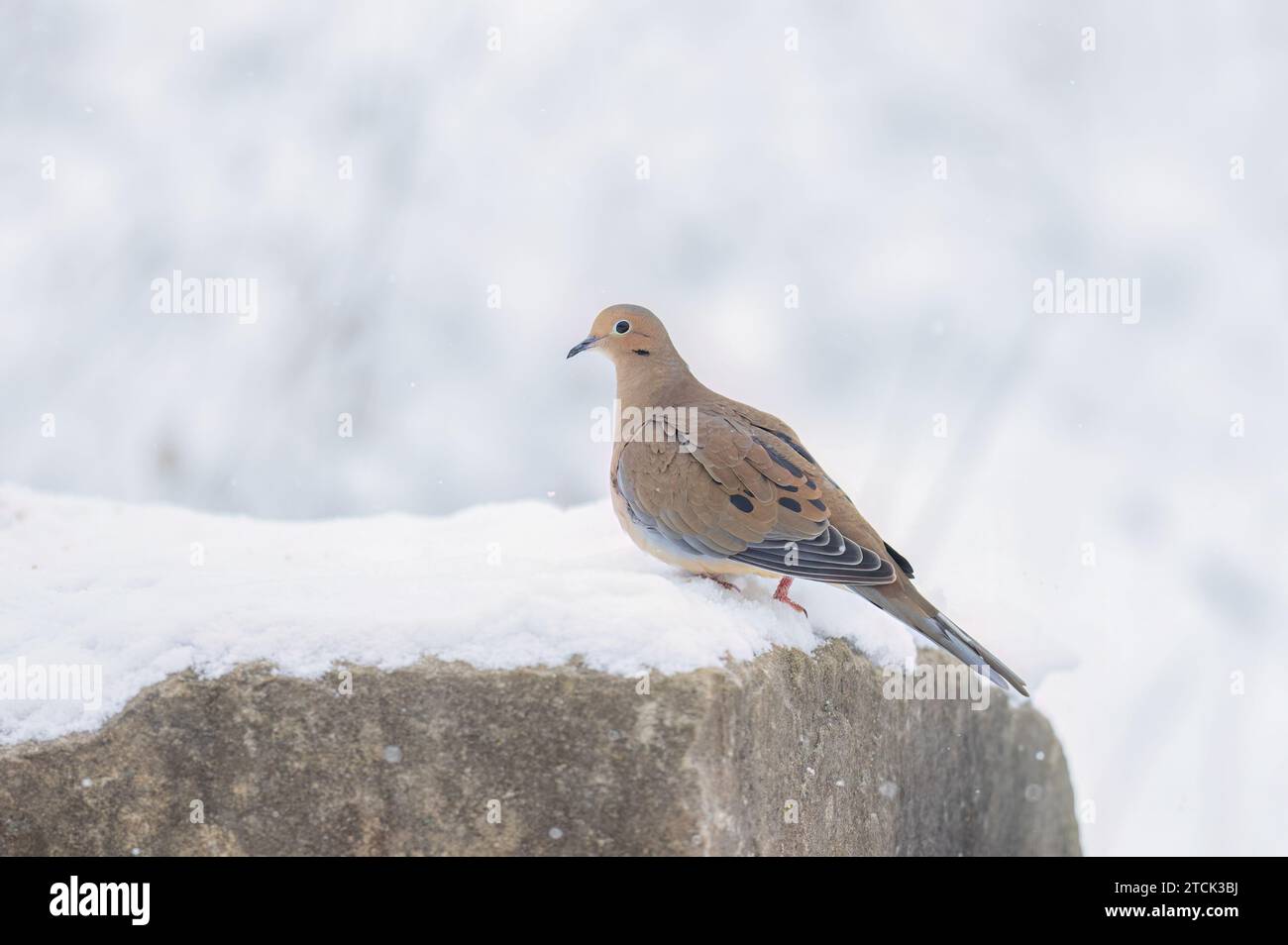 Colomba in lutto arroccata su una roccia in inverno in Canada Foto Stock