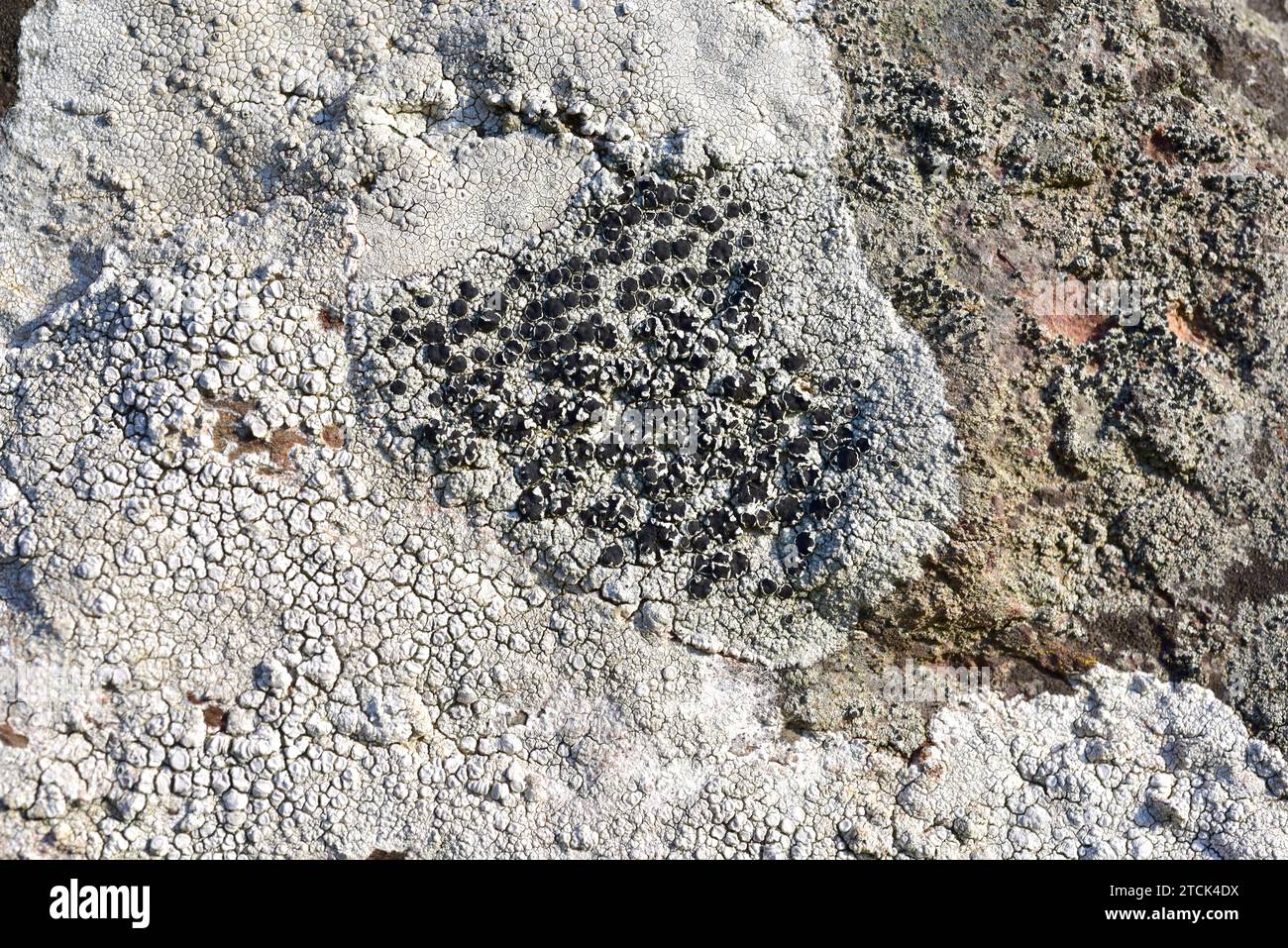 Tefromela atra o Lecanora atra è un lichene crostacei con apotecia nera. Questa foto è stata scattata a la Albera, provincia di Girona, Catalogna, Spagna. Foto Stock