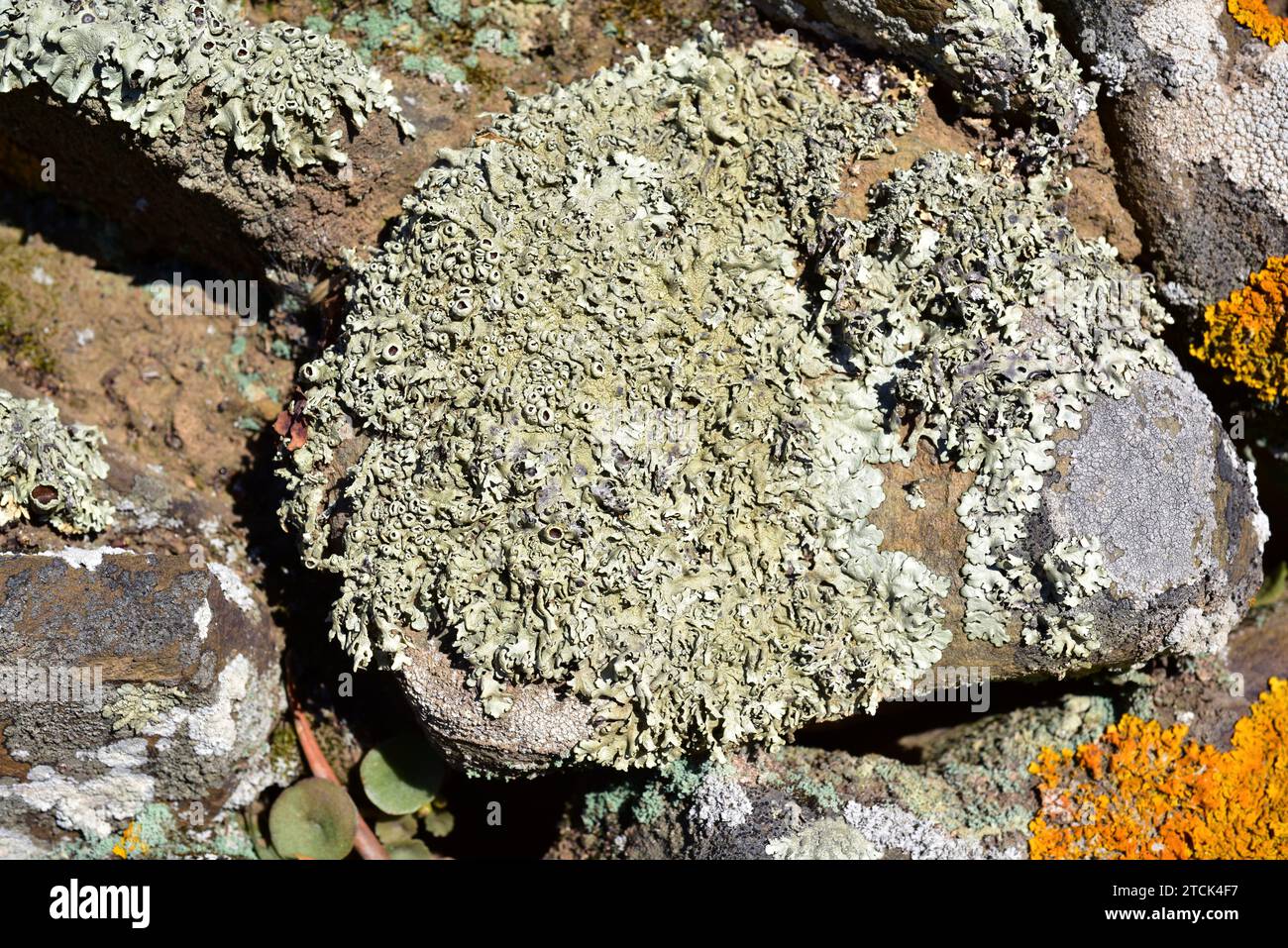 Xanthoparmelia somloensis, Xanthoparmelia stenophylla o Parmelia somloensis è un lichene foglioso che cresce su rocce silicee. Questa foto mi è stata fatta Foto Stock