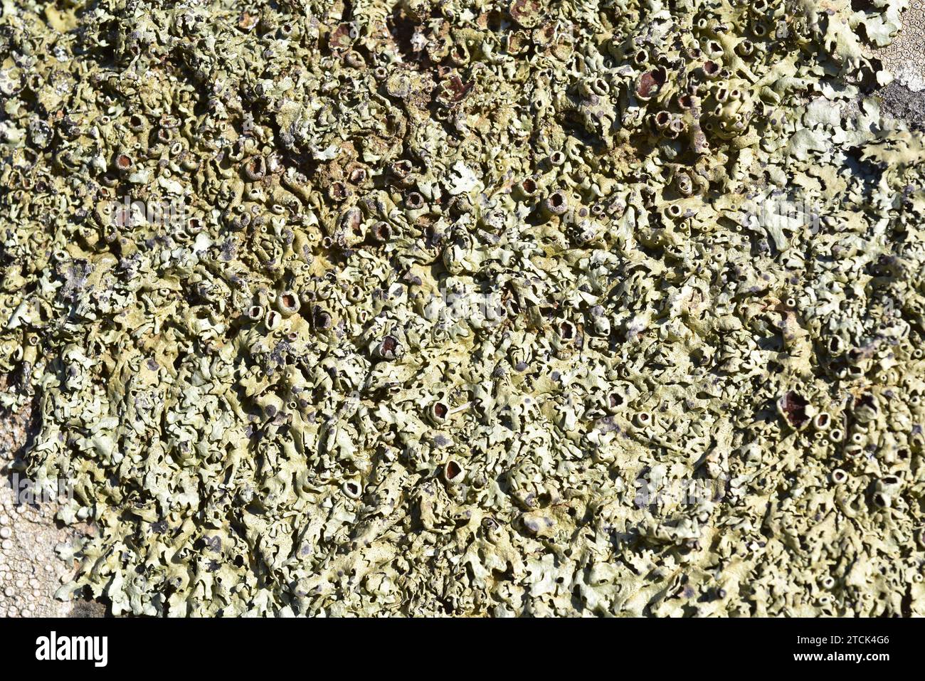 Xanthoparmelia somloensis, Xanthoparmelia stenophylla o Parmelia somloensis è un lichene foglioso che cresce su rocce silicee. Questa foto mi è stata fatta Foto Stock