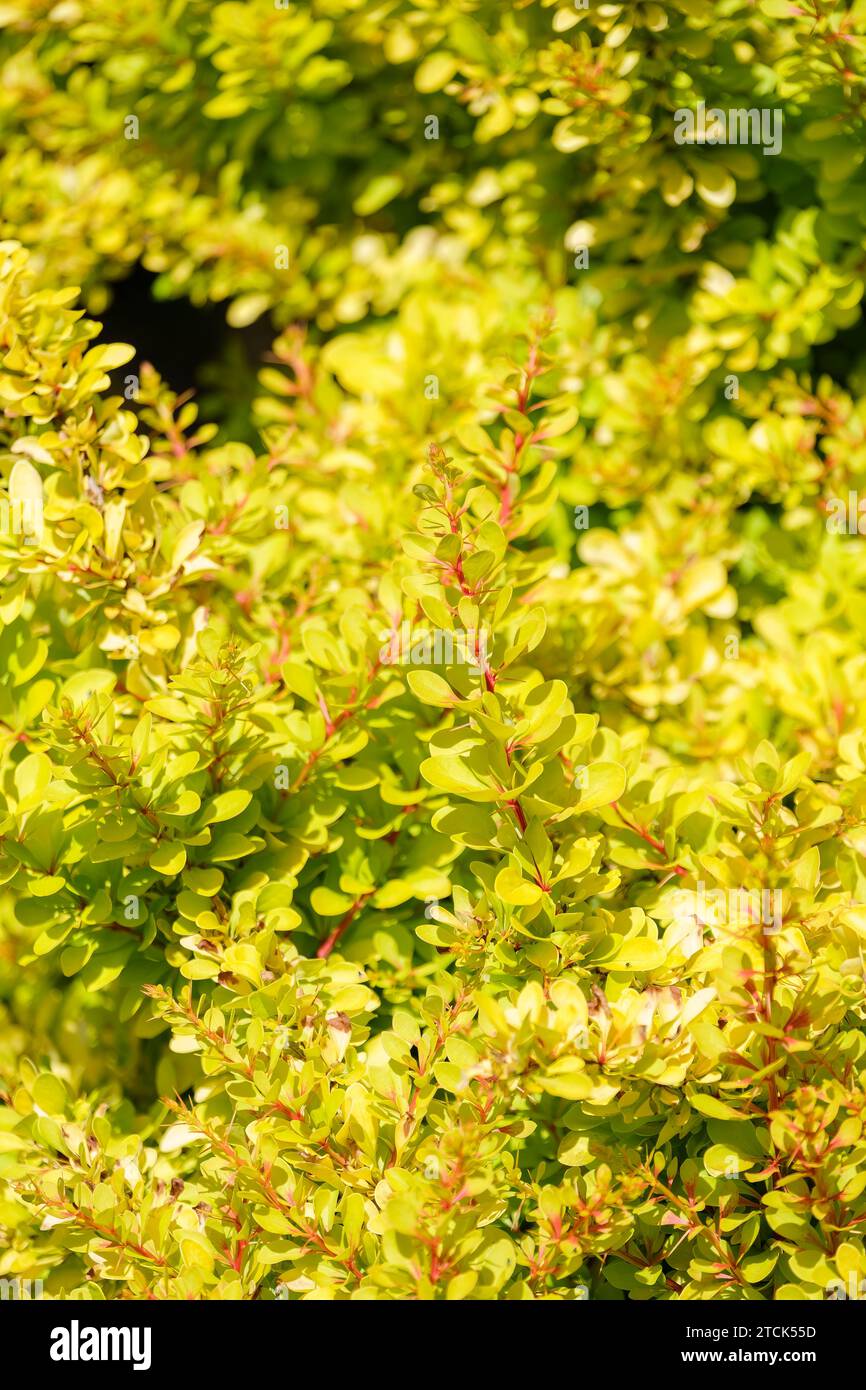 Berberis thunbergii Diabolicum, Barberry giapponese, foglie gialle dorate, arbusto ornamentale Foto Stock