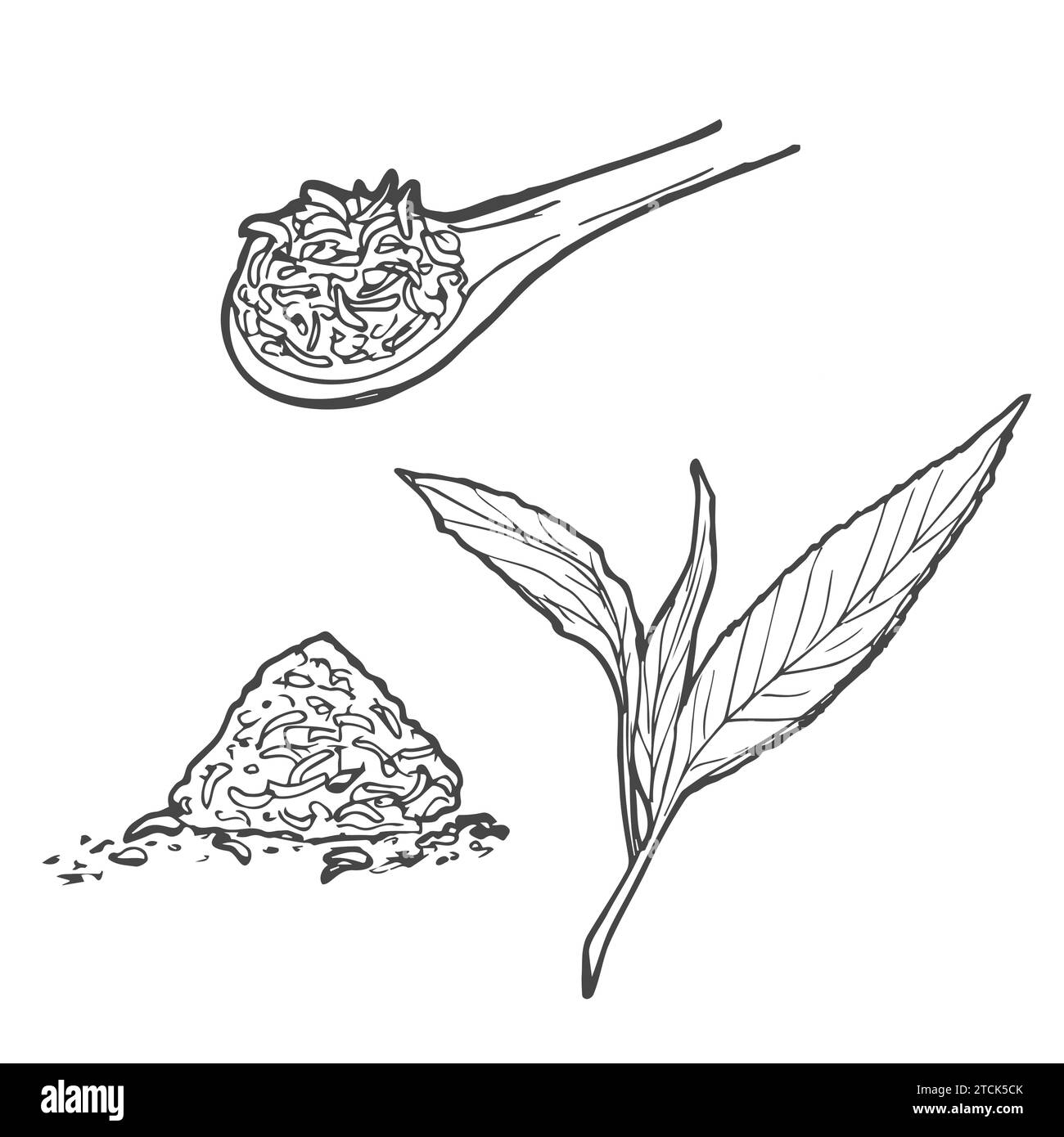 Illustrazioni vettoriali disegnate a mano. Set di foglie di tè verde. Tè alle erbe. Illustrazione nello stile di schizzo. Illustrazione Vettoriale