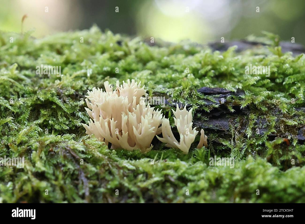Lentaria byssiseda, un fungo corallo che cresce sul tronco di quercia, nessun nome inglese comune Foto Stock