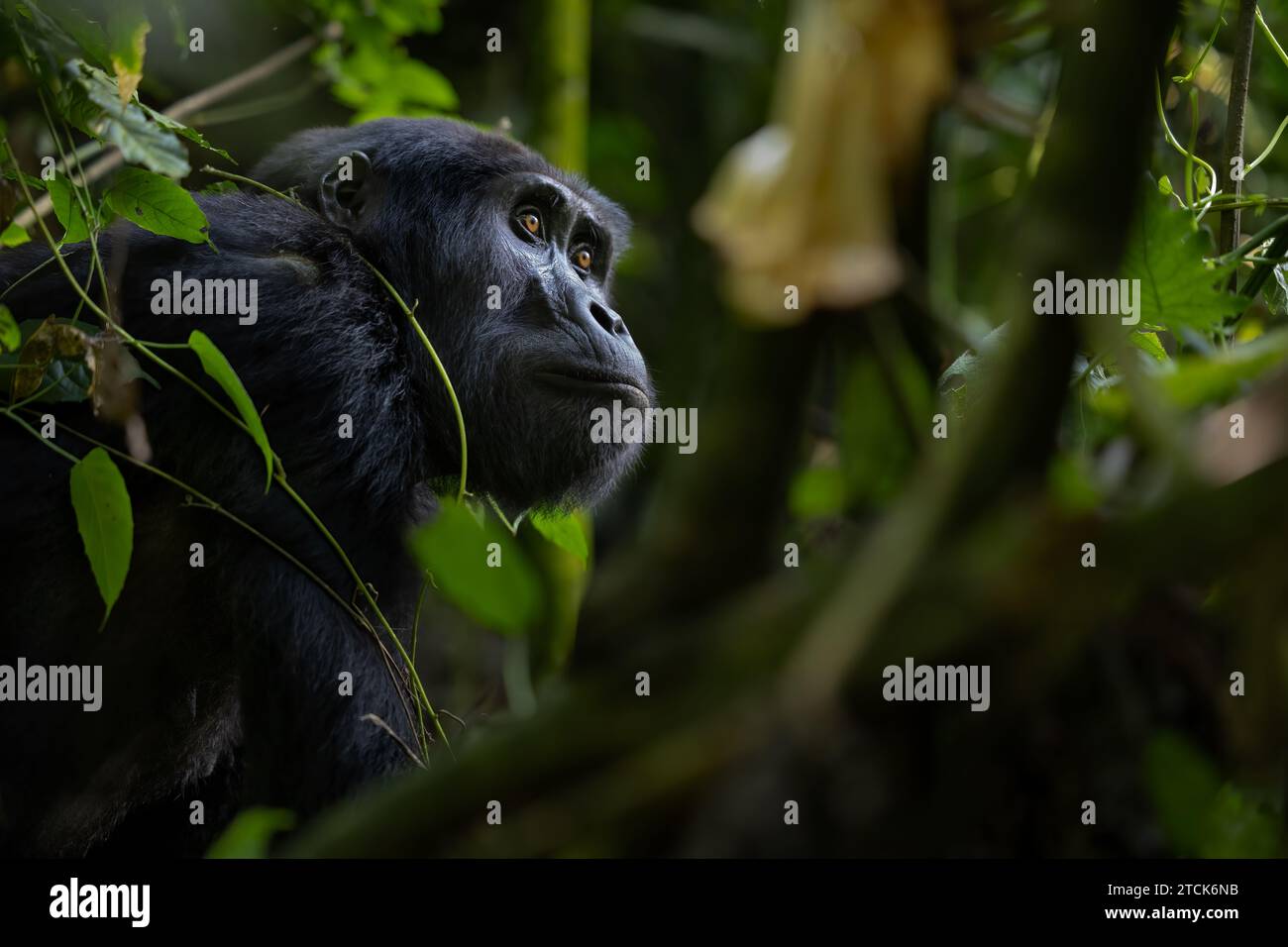 Gorilla di montagna femminile [Gorilla beringei beringei], Bwindi Impenetrable National Park, Uganda, Africa Foto Stock