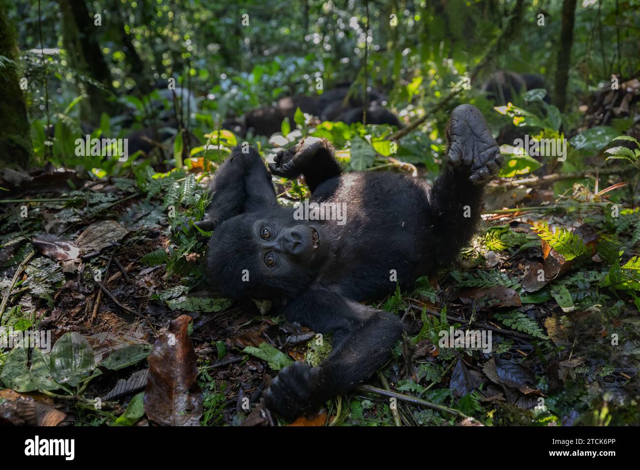 Grazioso gorilla di montagna giovanile [Gorilla beringei beringei], Parco Nazionale impenetrabile di Bwindi, Uganda, Africa Foto Stock
