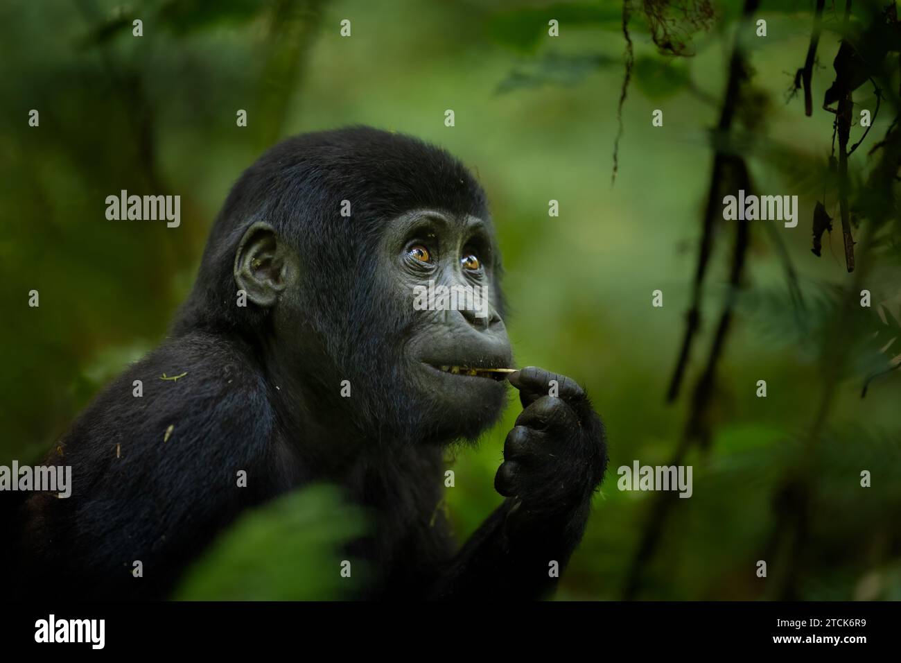 Grazioso gorilla di montagna giovanile [Gorilla beringei beringei], Parco Nazionale impenetrabile di Bwindi, Uganda, Africa Foto Stock