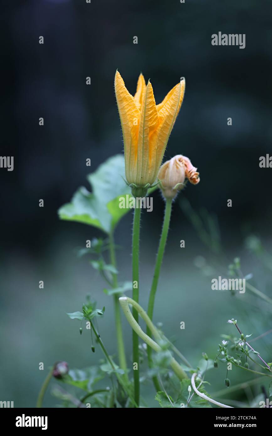 Fiore giallo di zucca, Cucurbita pepo, un ortaggio coltivato Foto Stock