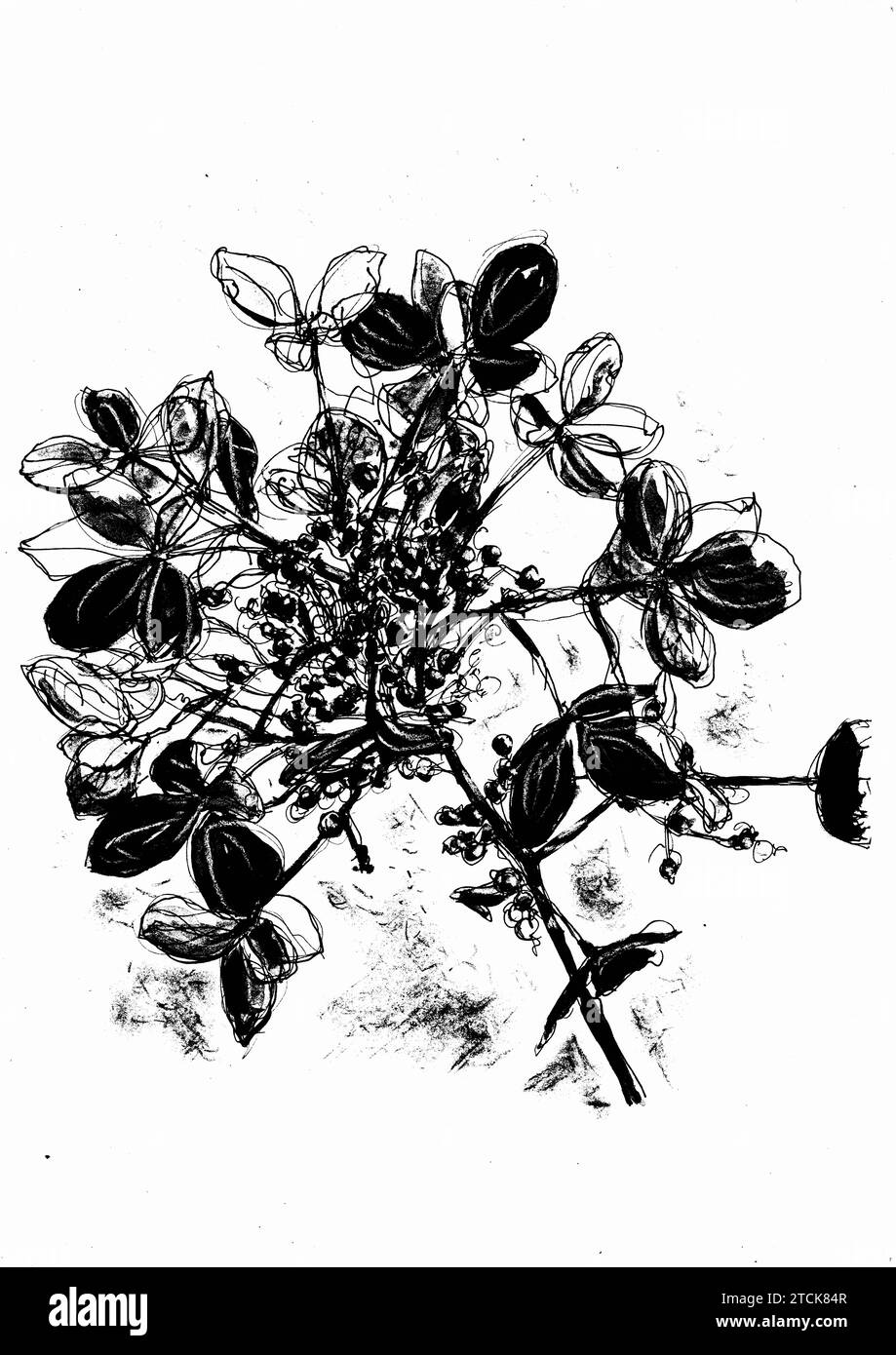 Incisione in bianco e nero di fiori di ortensia. Foto Stock