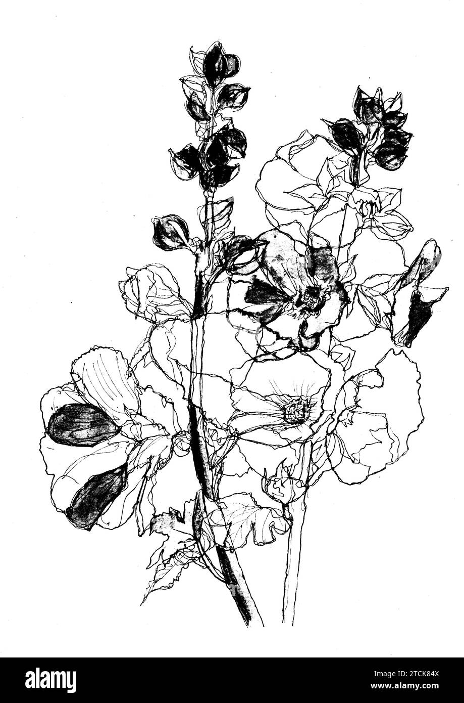 Incisione in bianco e nero di fiori di hollyhock. Foto Stock