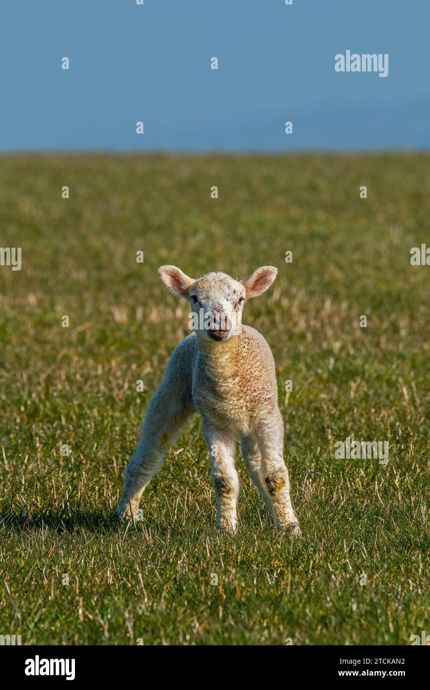 Giovane agnello sul Sussex South Downs Foto Stock