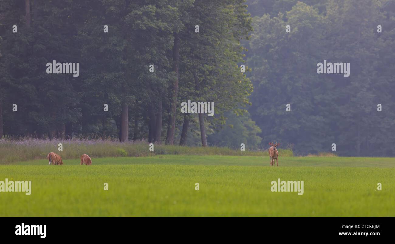 Giovane buck dalla coda bianca ai margini della foresta nel Wisconsin settentrionale. Foto Stock