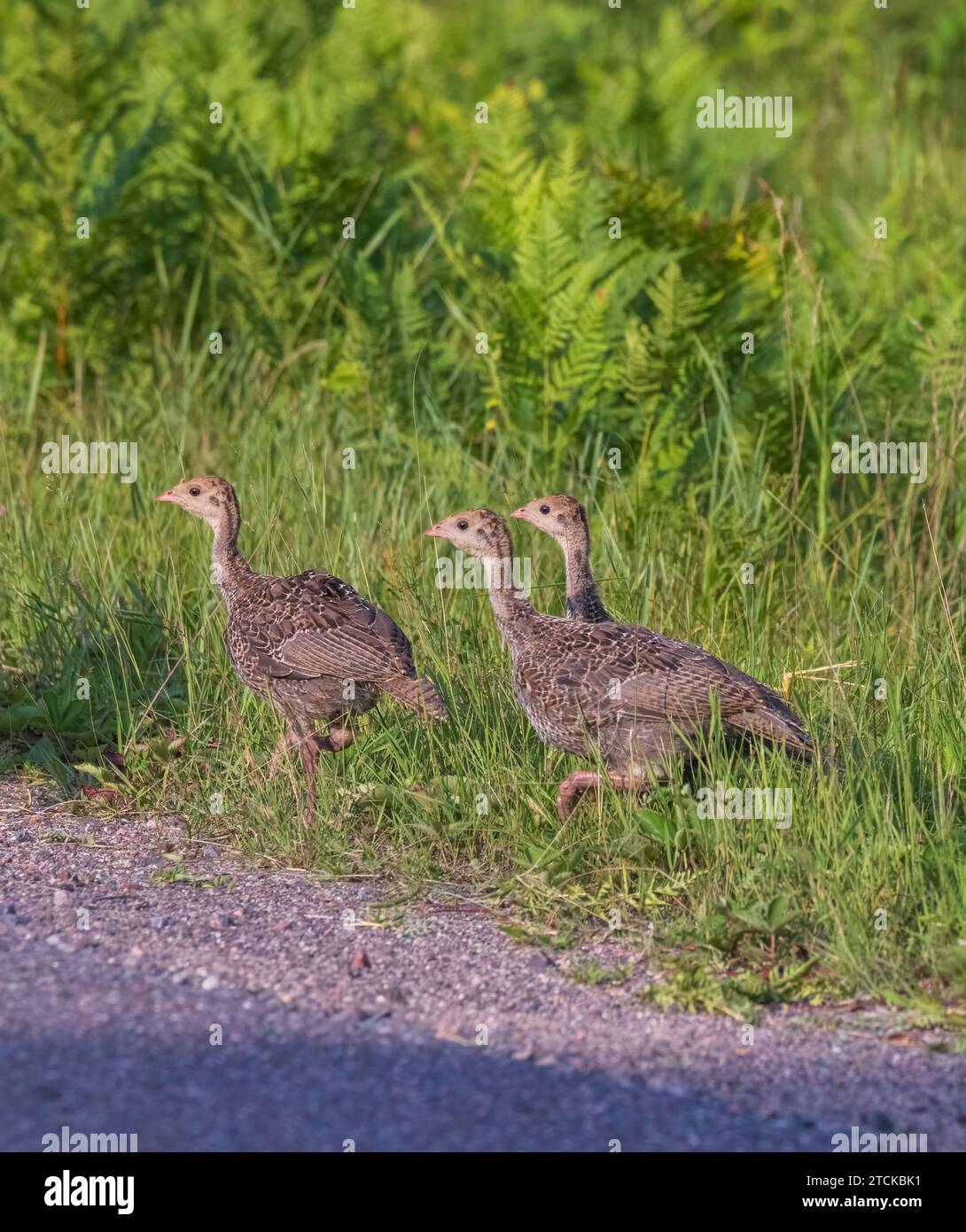 tacchino selvatico nel Wisconsin settentrionale. Foto Stock