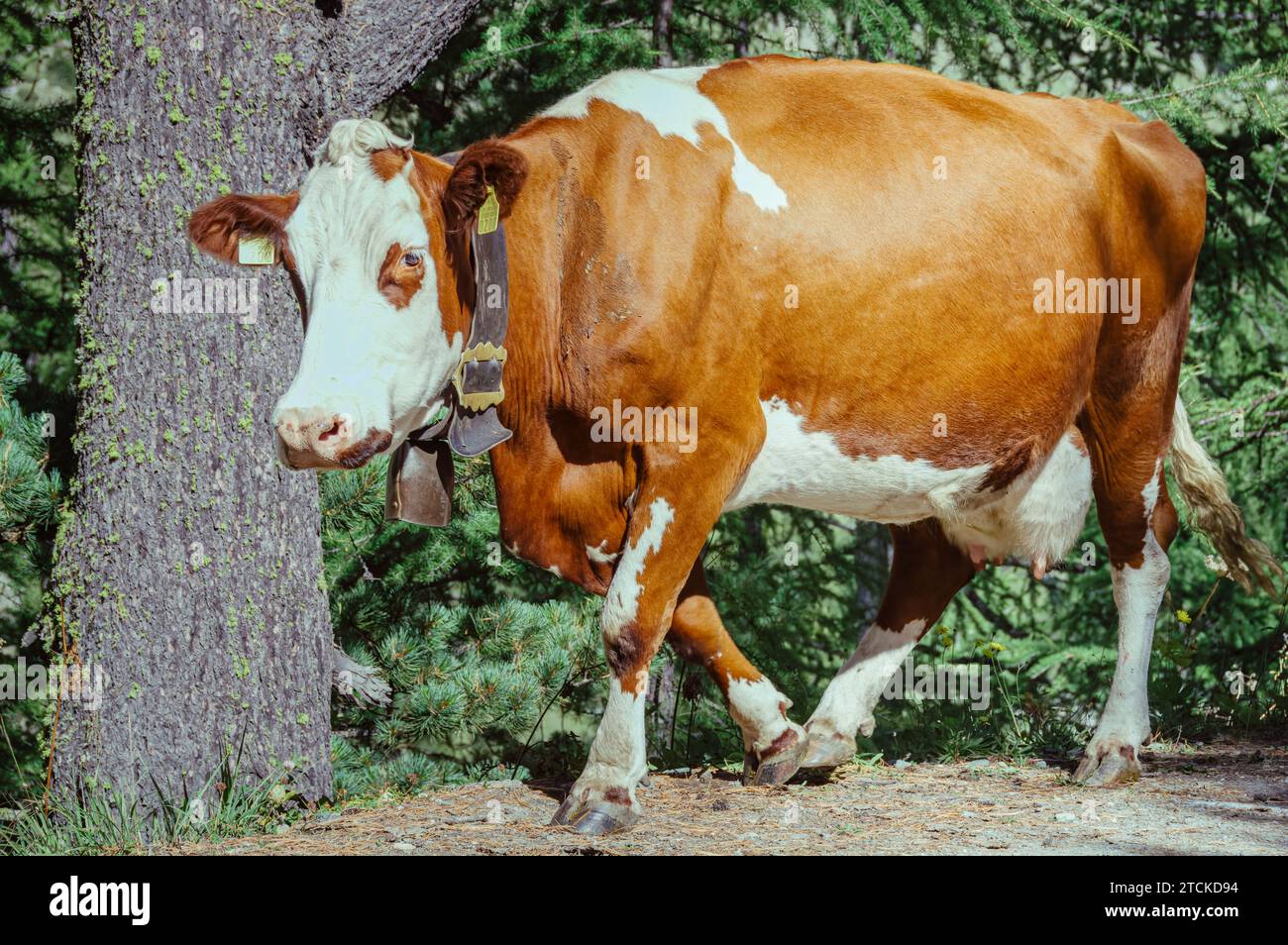 Una mucca da latte che cammina nelle Alpi svizzere Foto Stock