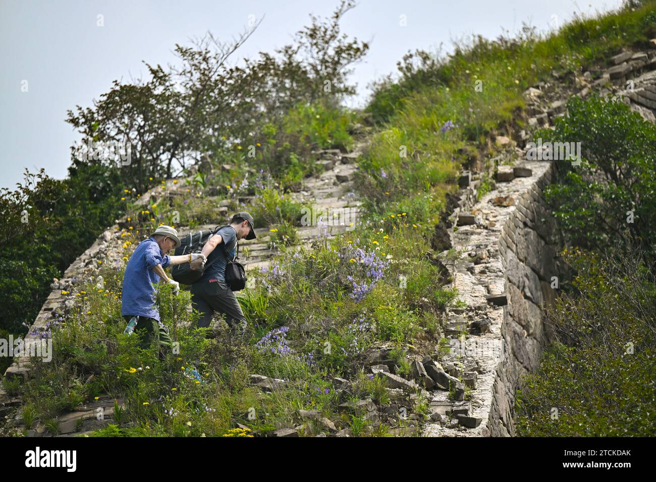 (231213) -- PECHINO, 13 dicembre 2023 (Xinhua) -- questa foto scattata il 5 settembre 2023 mostra Yan Gongming (R) che tiene la mano di suo padre Yan Xinqiang mentre cammina in una sezione della grande Muraglia a Yanqing di Pechino, capitale della Cina. Yan Xinqiang, un editore d'arte in pensione di 78 anni, e suo figlio Yan Gongming, un insegnante di 45 anni che insegna cinese come lingua straniera, sono padre e figlio che hanno una lunga storia con la grande Muraglia. dal 1984, hanno indagato, fotografato e registrato la grande Muraglia di vari luoghi, tempi e tipi. Nel 1996, al Futuyu GRE Foto Stock