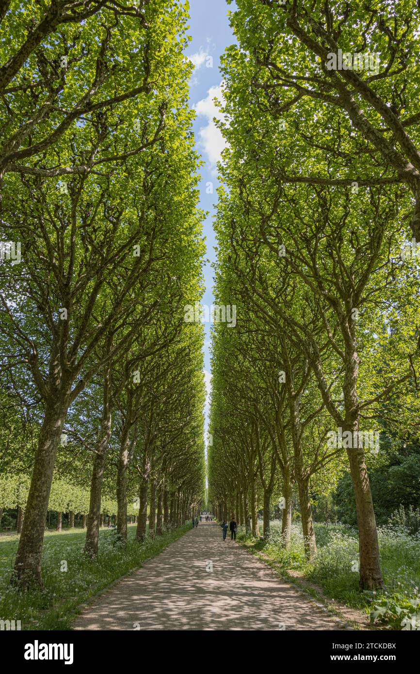 Parc de Sceaux, allée verte Foto Stock