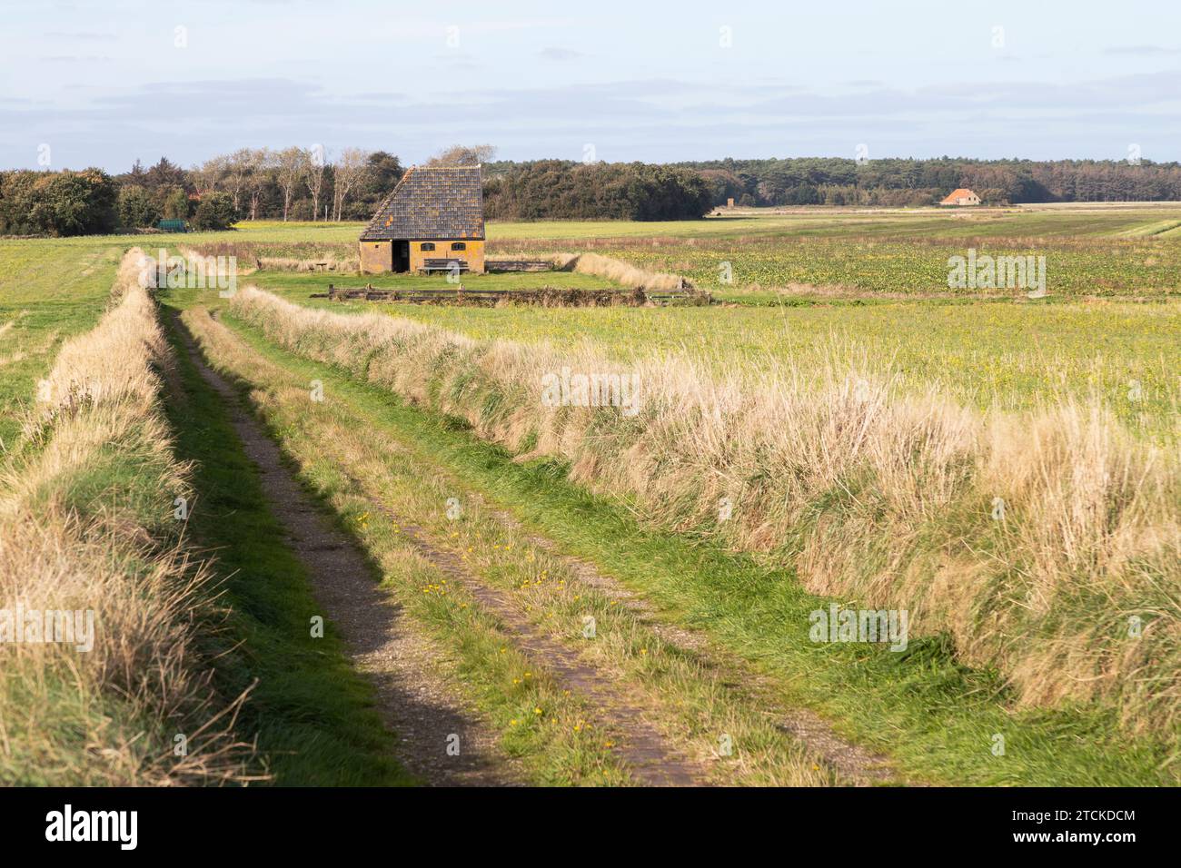 Paesaggio sull'isola di Texel con un tipico fienile di pecore Texel. Foto Stock