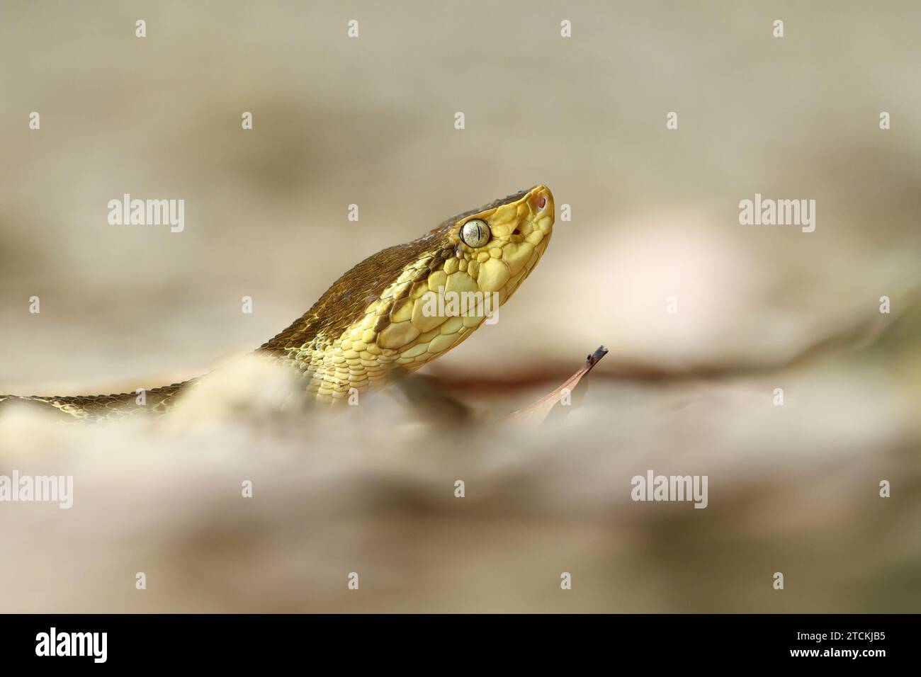 L'erciopelo (Bothrops asper) è una specie di vipera fossa che si trova a quote da basse a moderate nel nord-est del Messico e nell'America centrale, e nel sud A Foto Stock